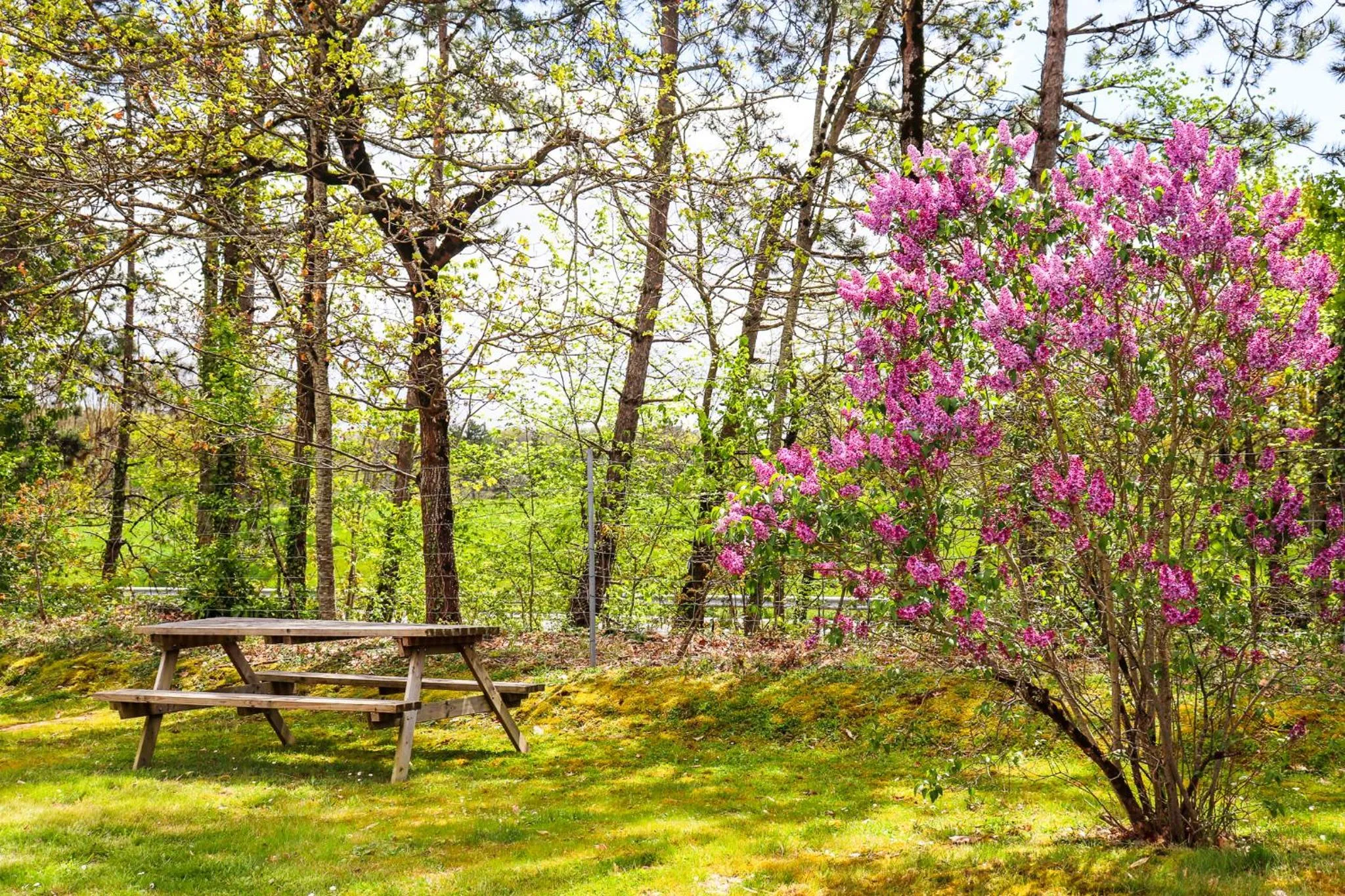 Garden in Hoteleco Sud Agen Autoroute
