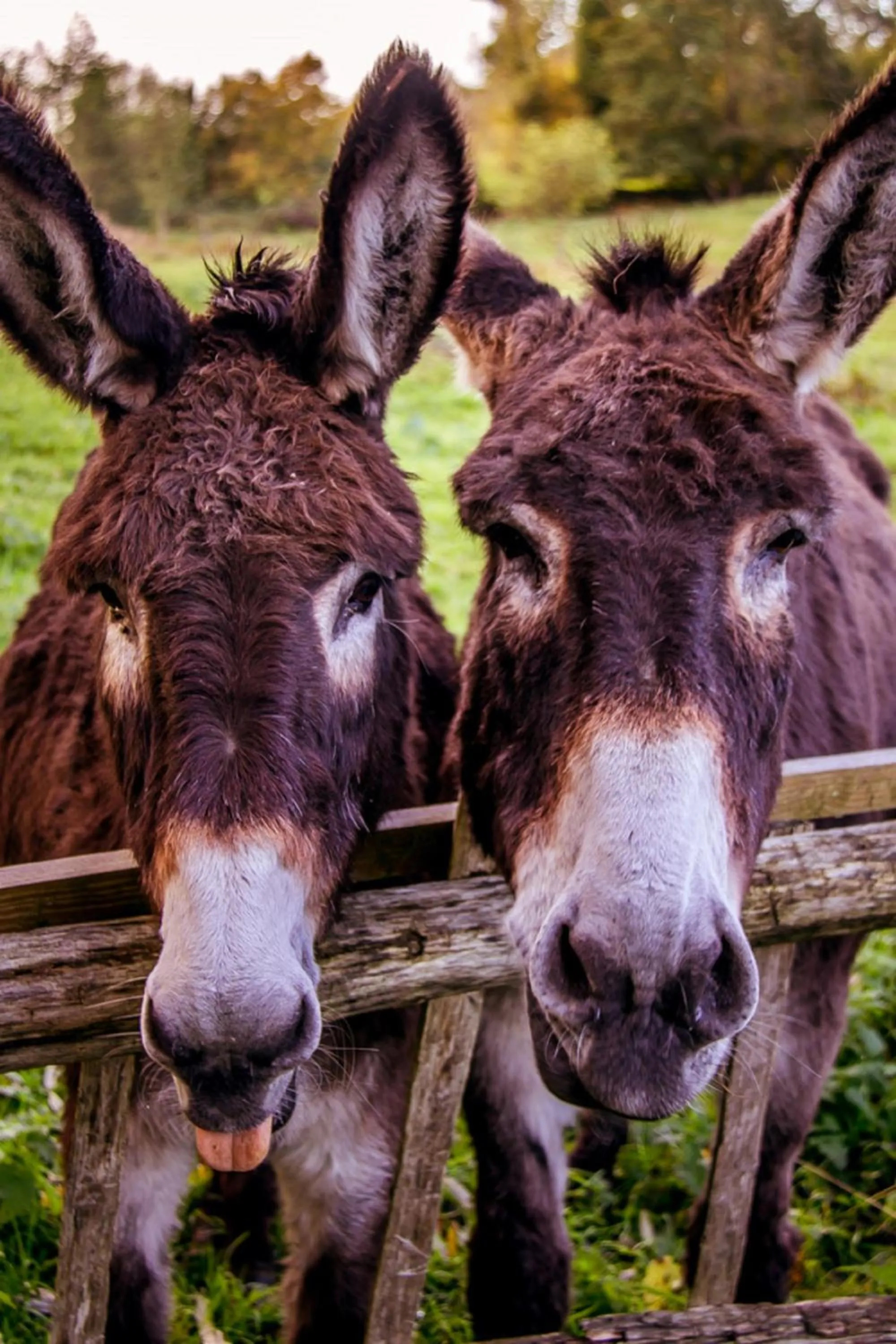 Pets in Le Pré Doré