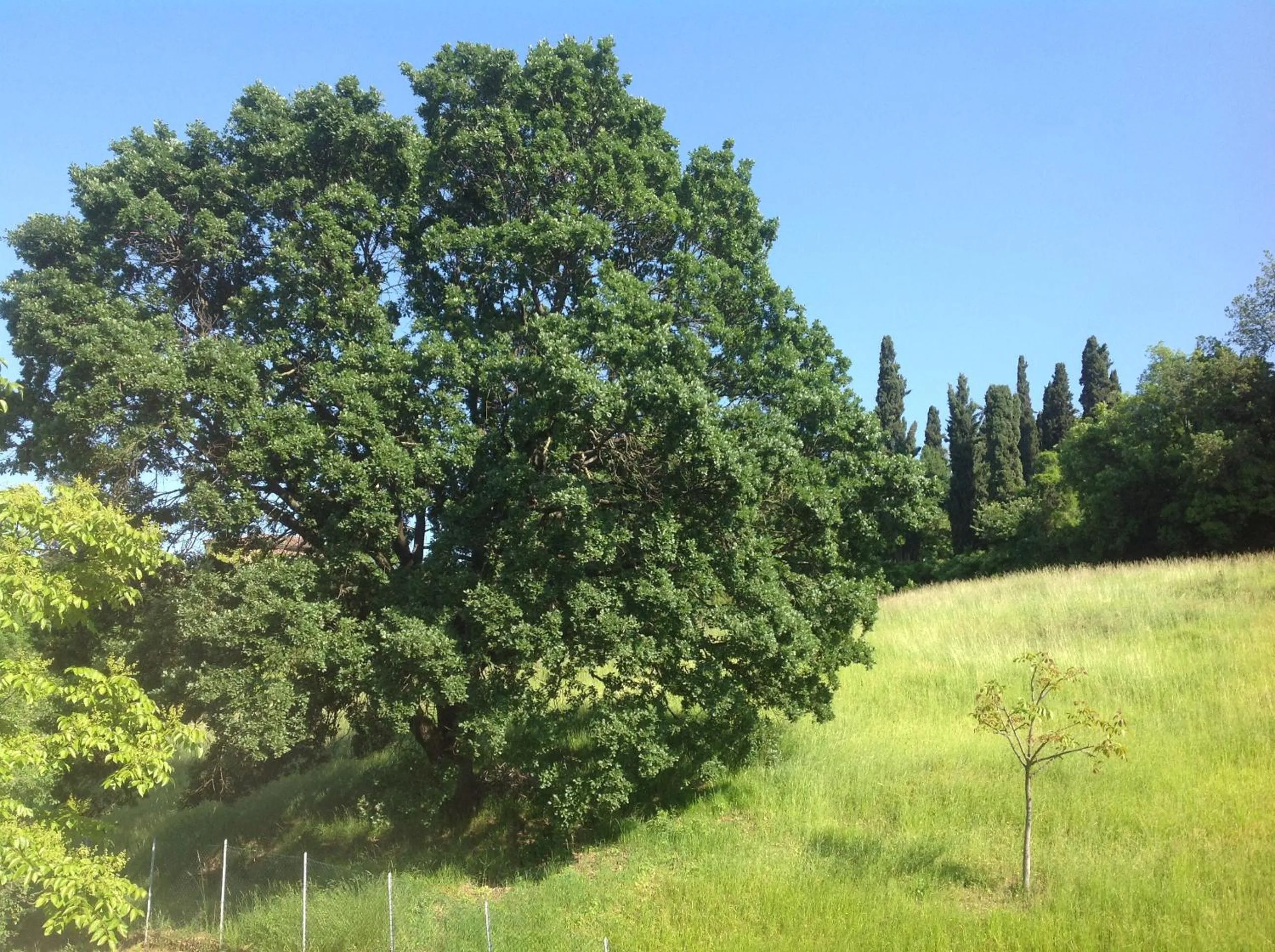 On site in B&B Smile