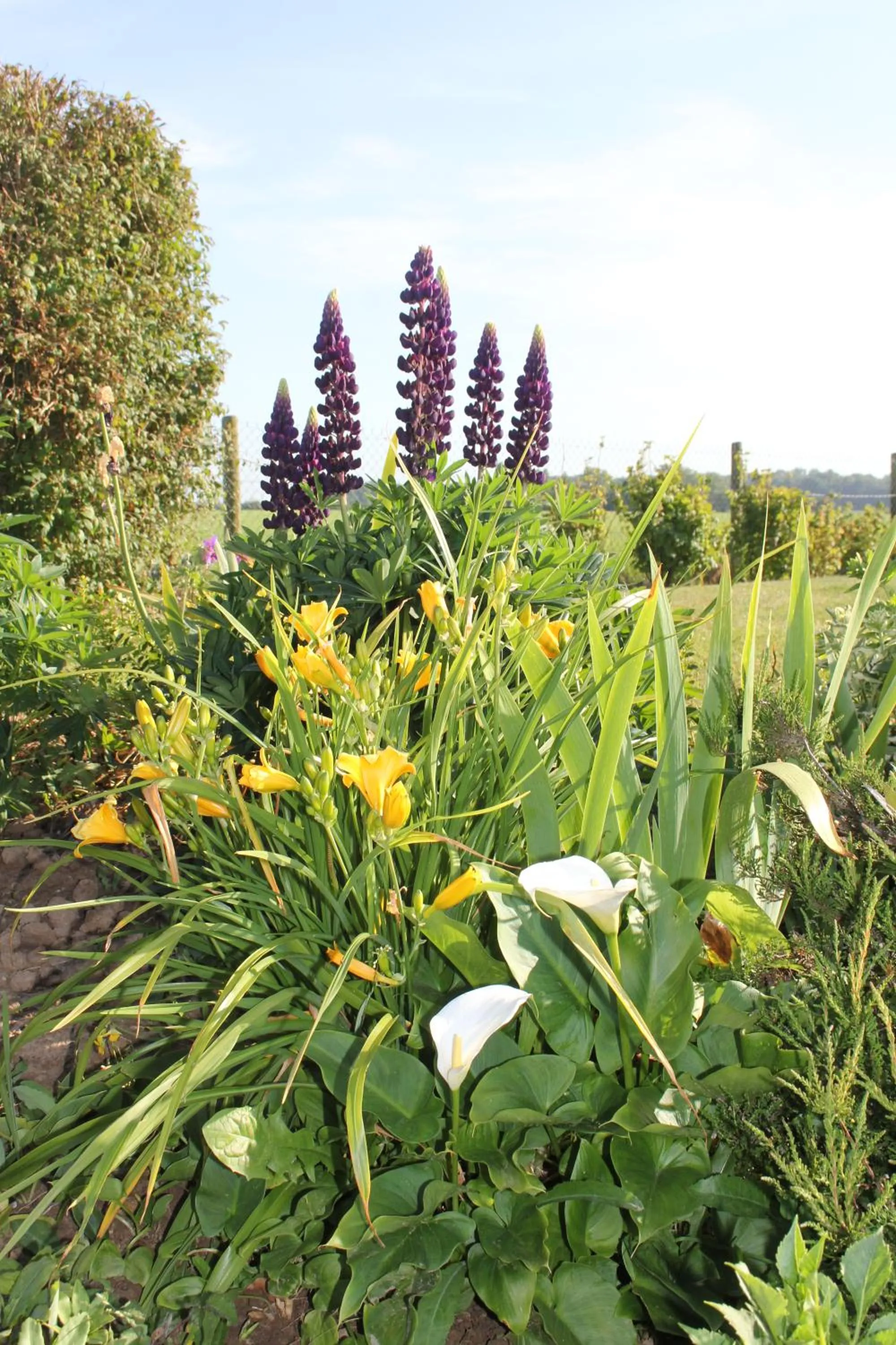 Garden in Chambre D'hotes Le Clos Fleuri