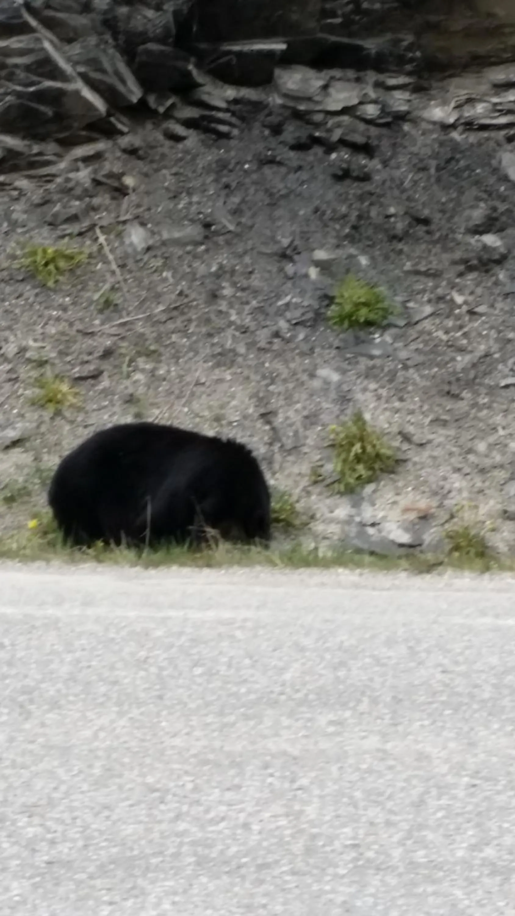 Animals in AppleTree Inn