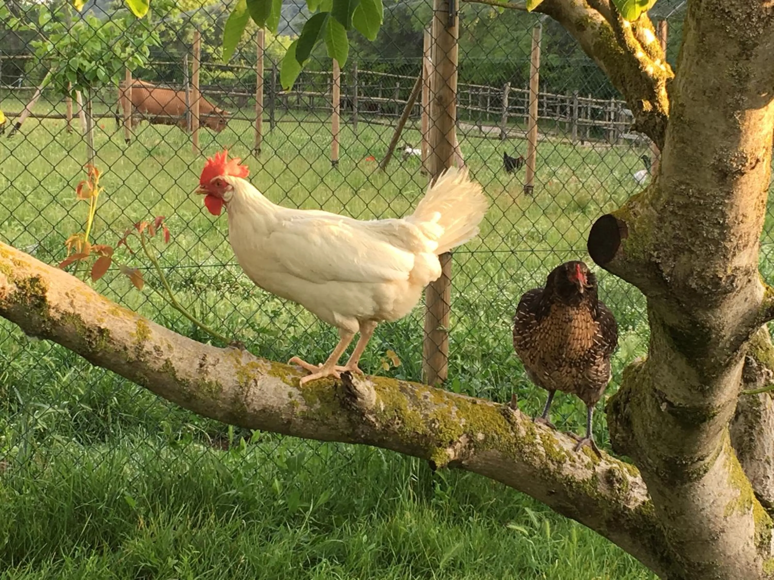 Pets in Capannacce Organic and Horse Farm