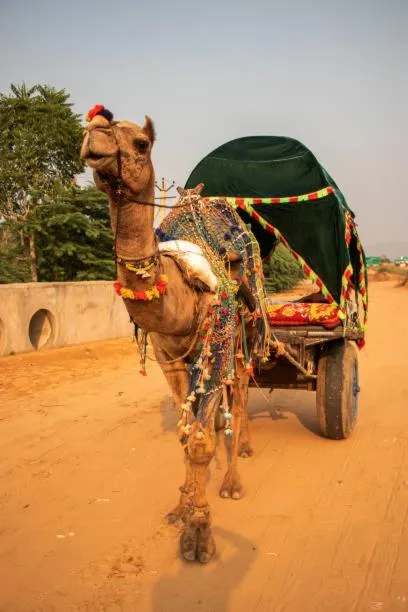 Activities in Swad Ri Dhani, Ajmer