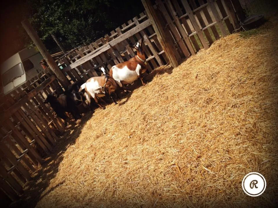 Animals in B&B Antica Forneria