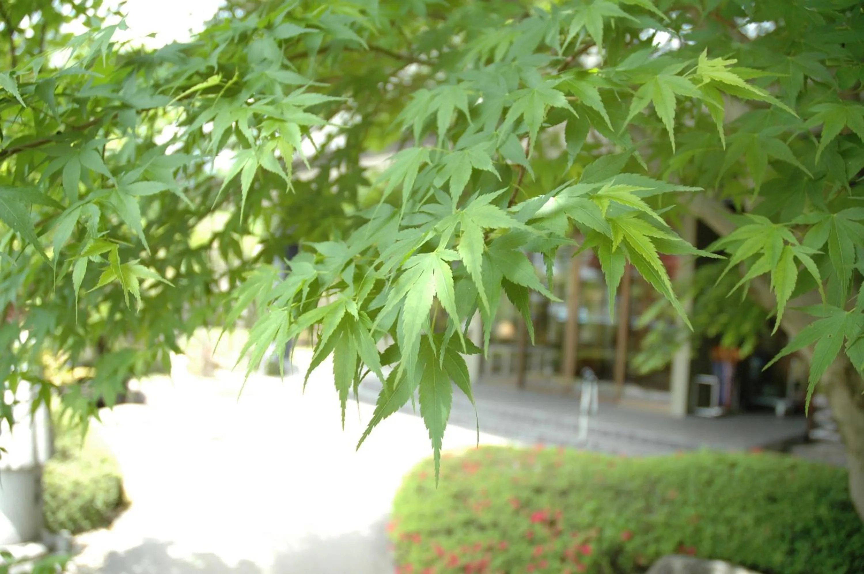 Garden in Hotel Yamabuki