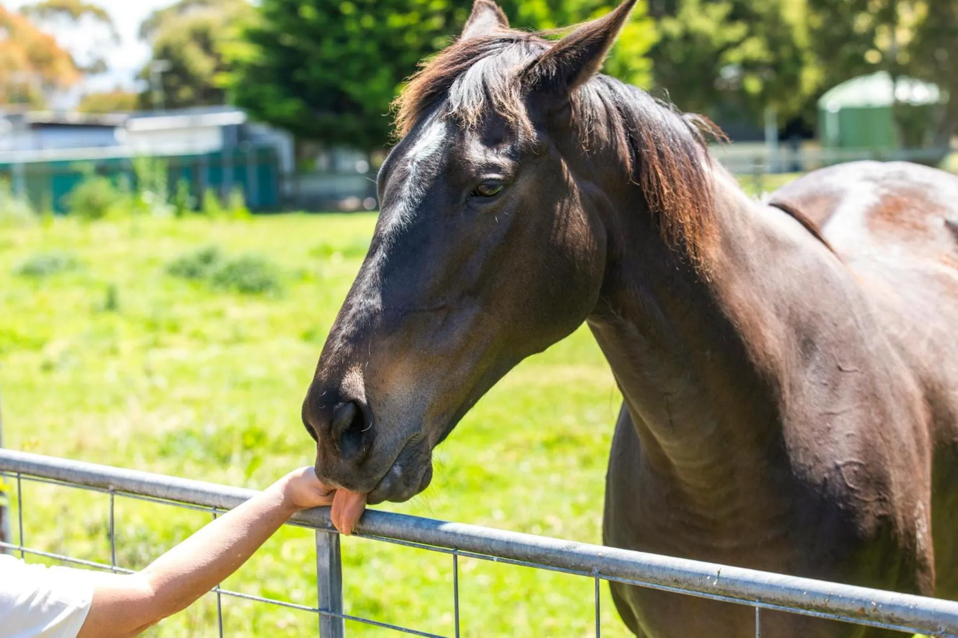 Horse-riding in Ship Inn Motel Yarram