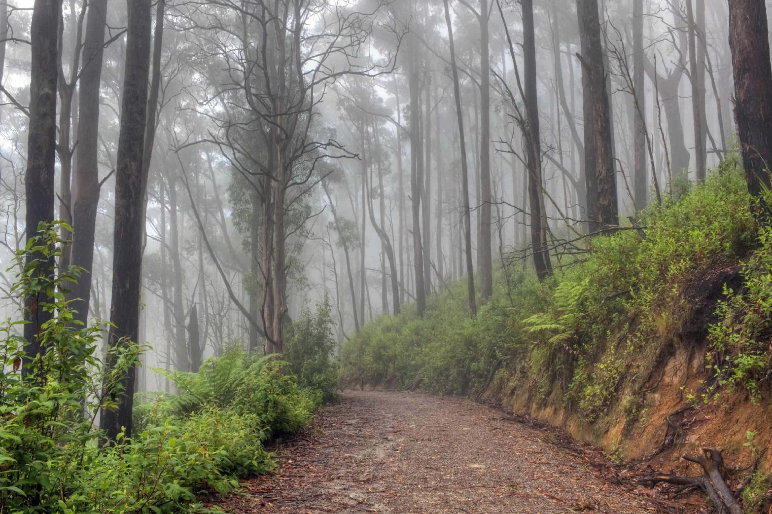 Restaurant/places to eat in Ship Inn Motel Yarram