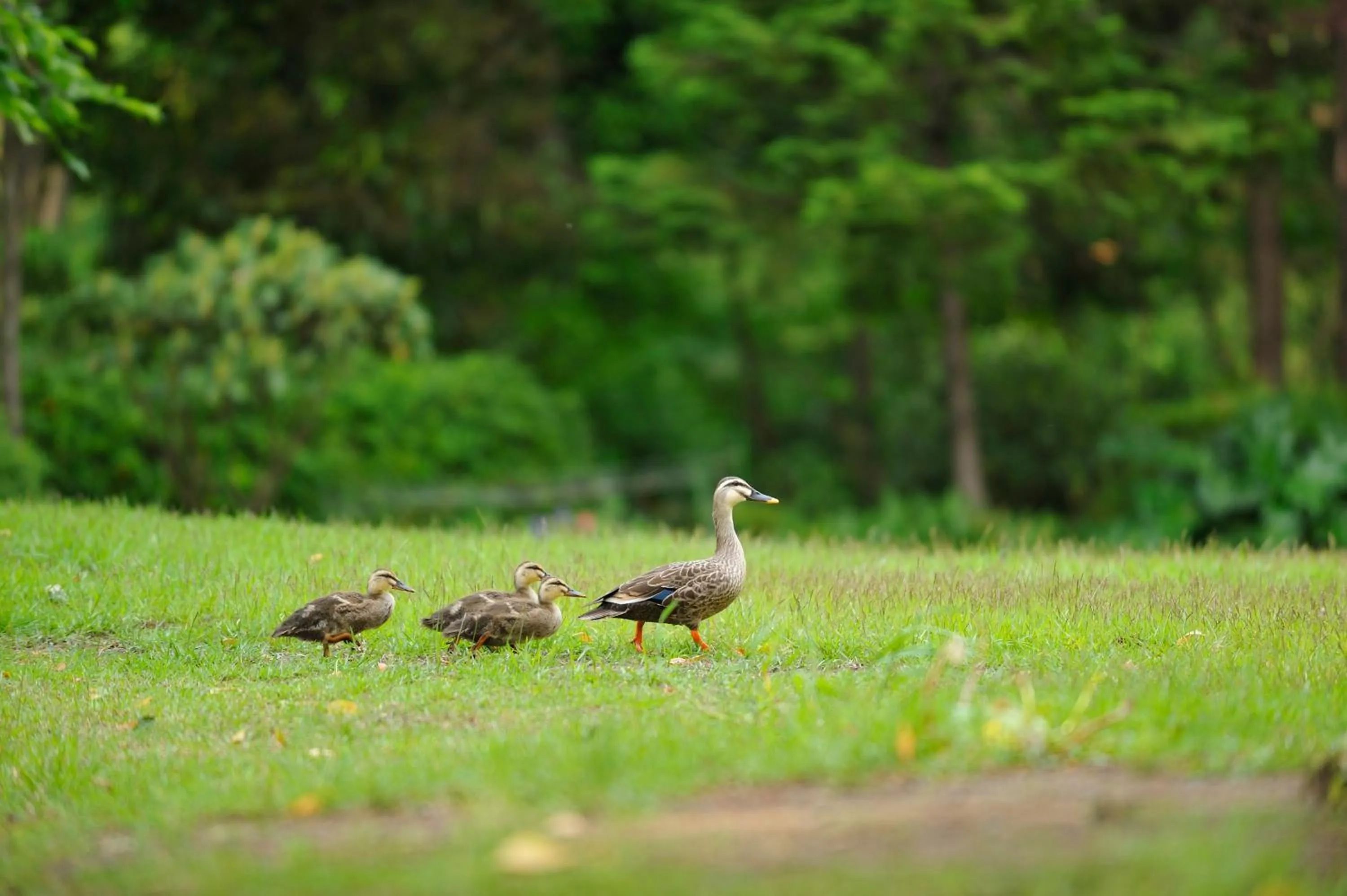 Animals in Forest Inn Showakan (Okura Hotels & Resorts)