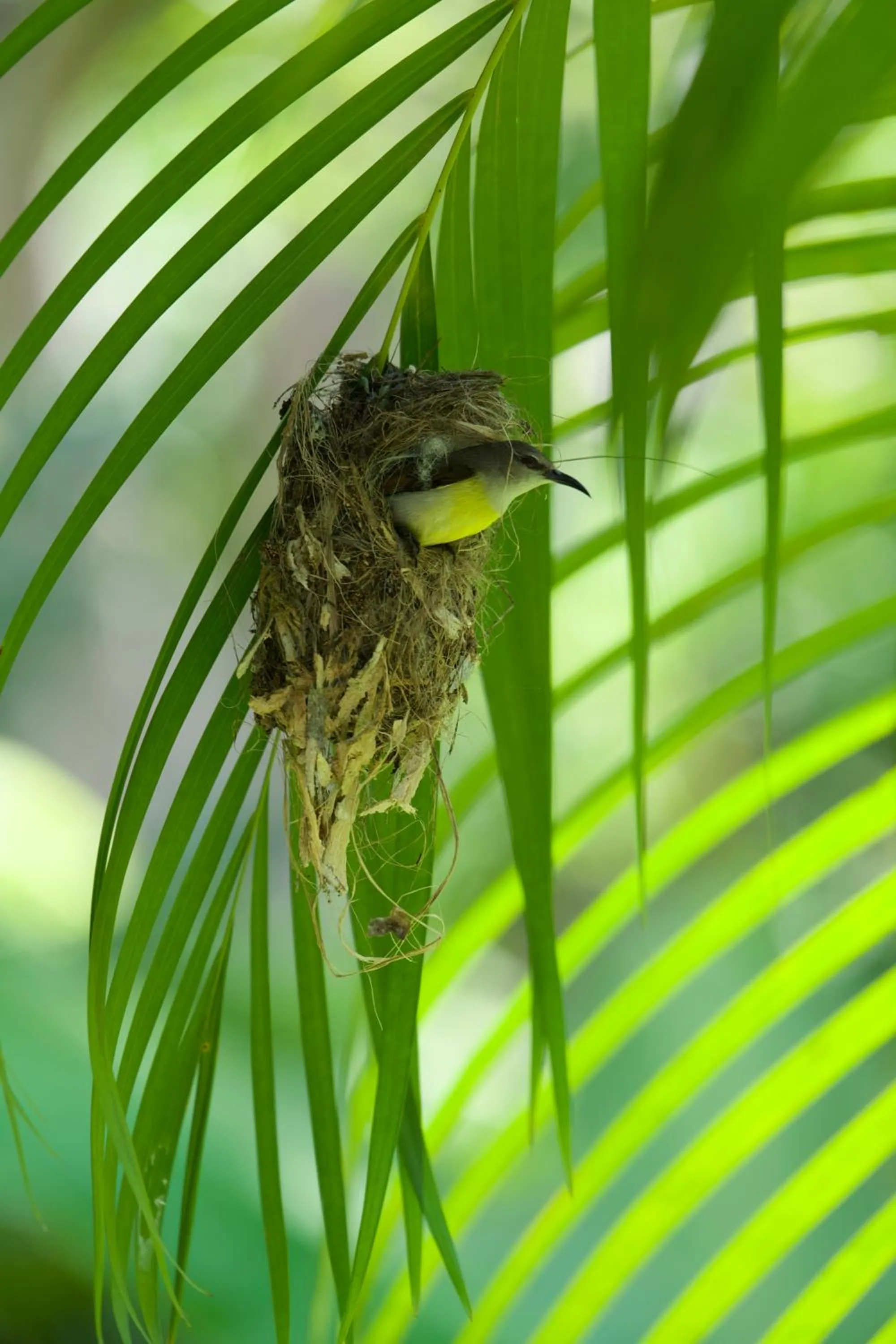 Garden in Ginganga Lodge