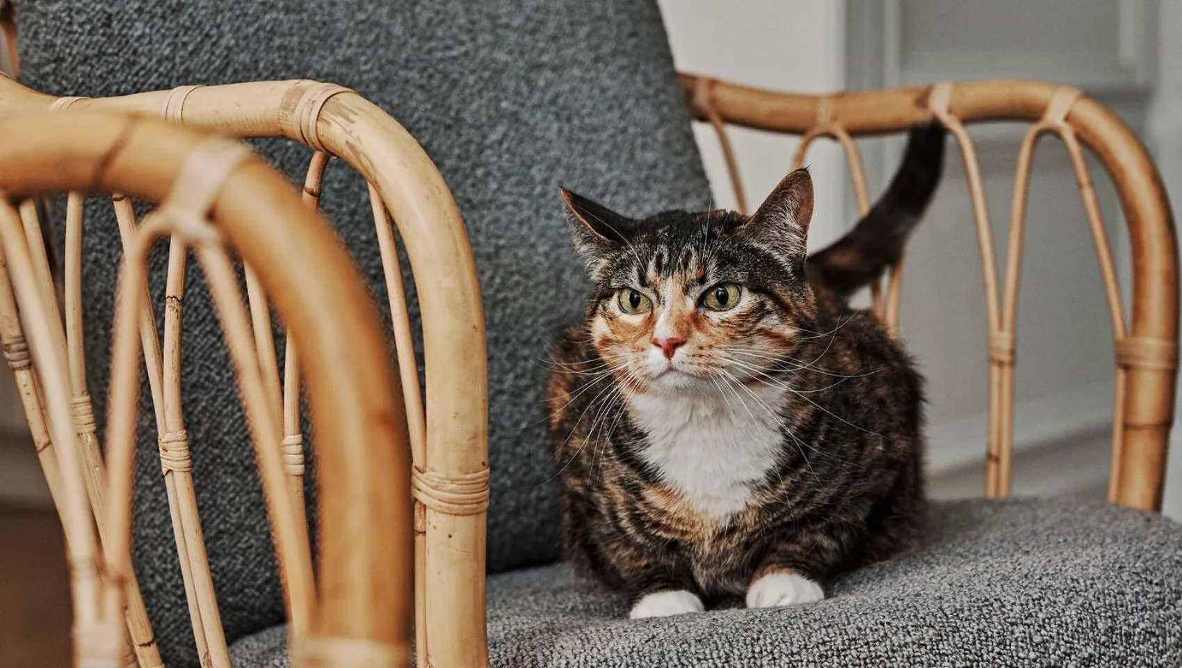 pet friendly in Kimpton Brice Hotel by IHG