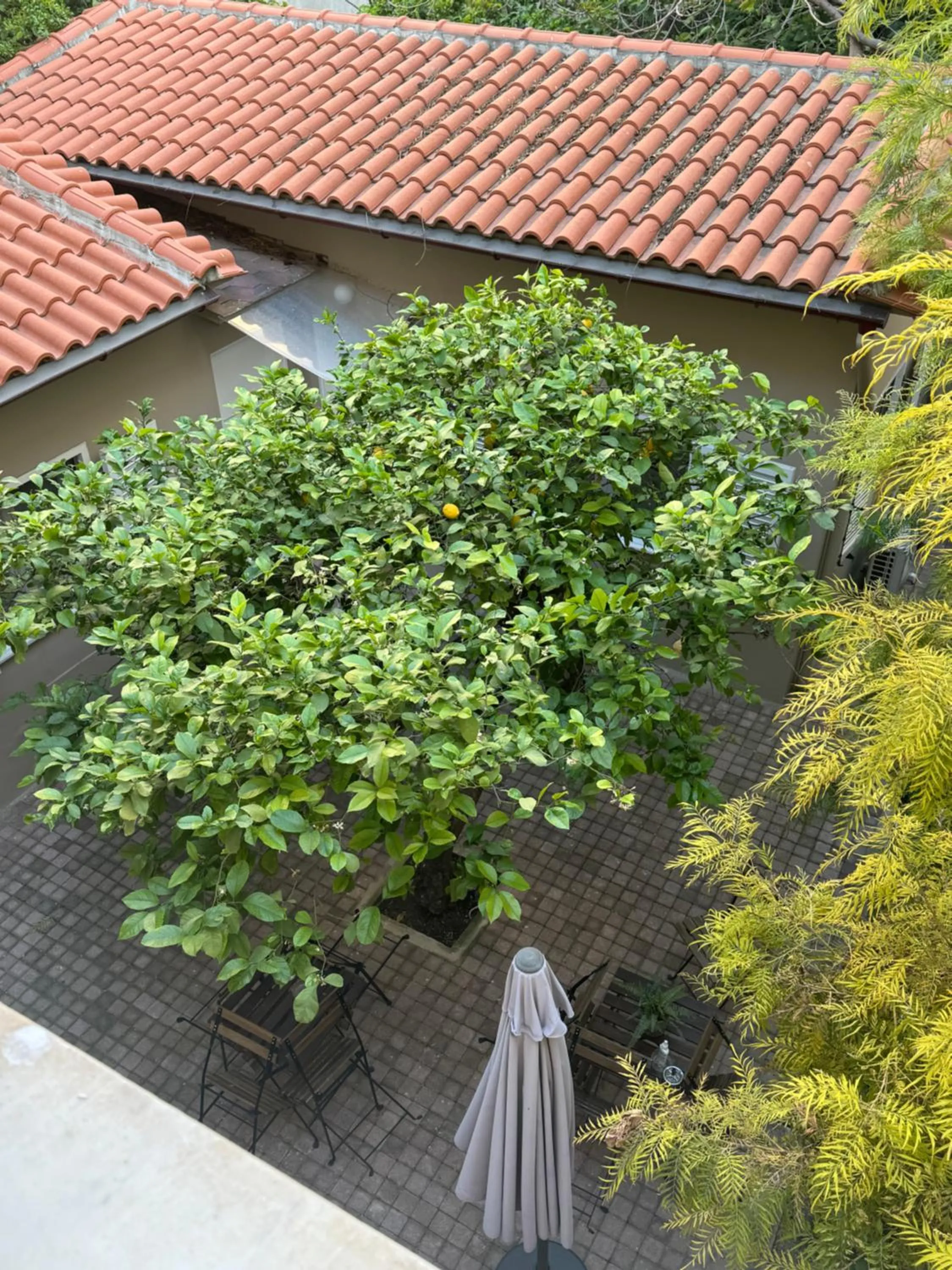 Garden view in The Koukaki Residence