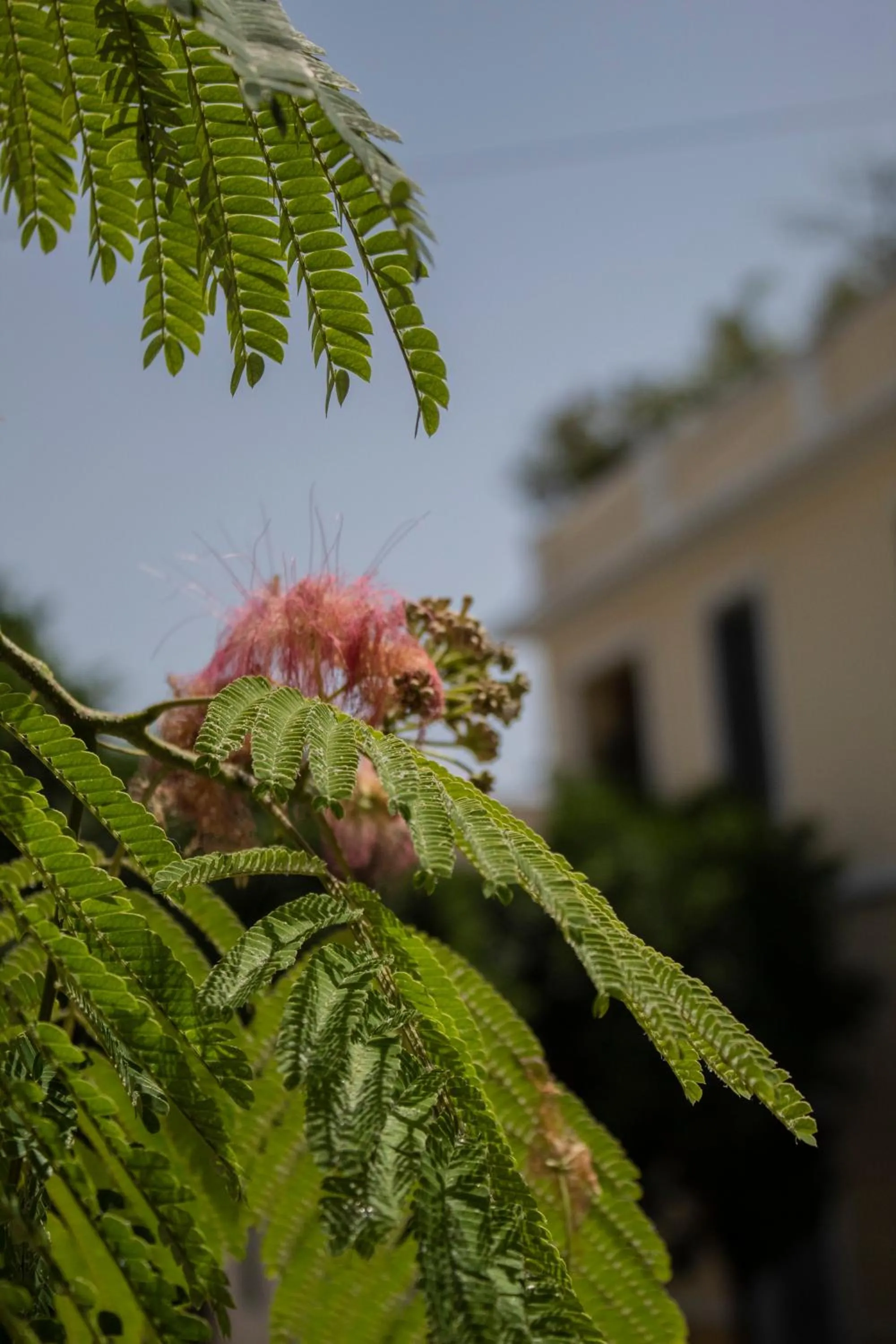 Spring in The Koukaki Residence