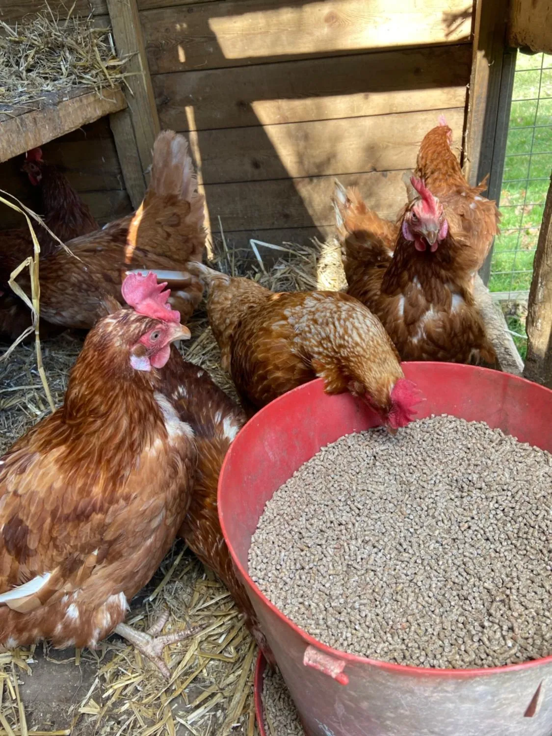 Animals in Lovaton Farmhouse