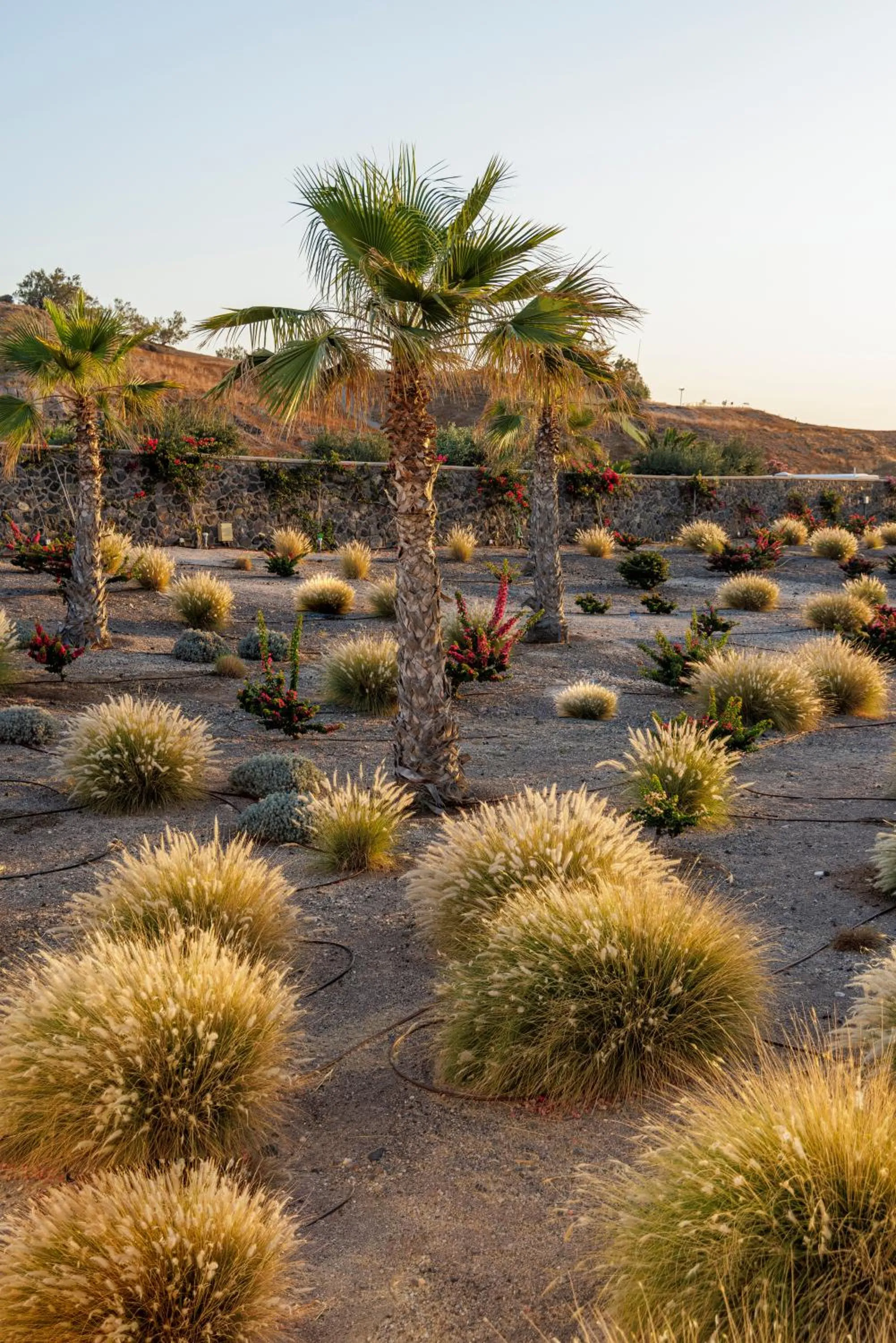 Garden in Desiterra Resort & Spa