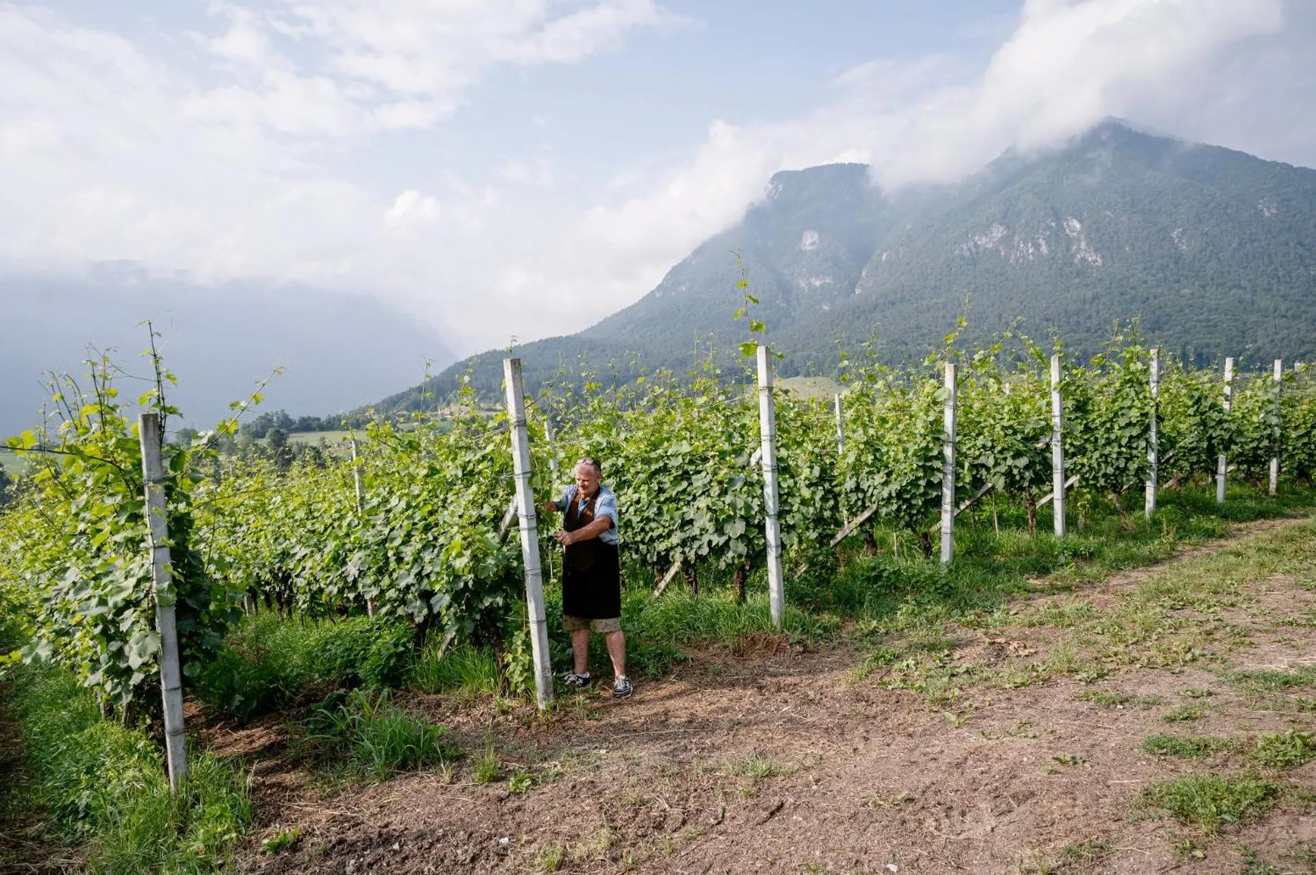 Spring in Agritur Maso alle Rose B&B e Restaurant