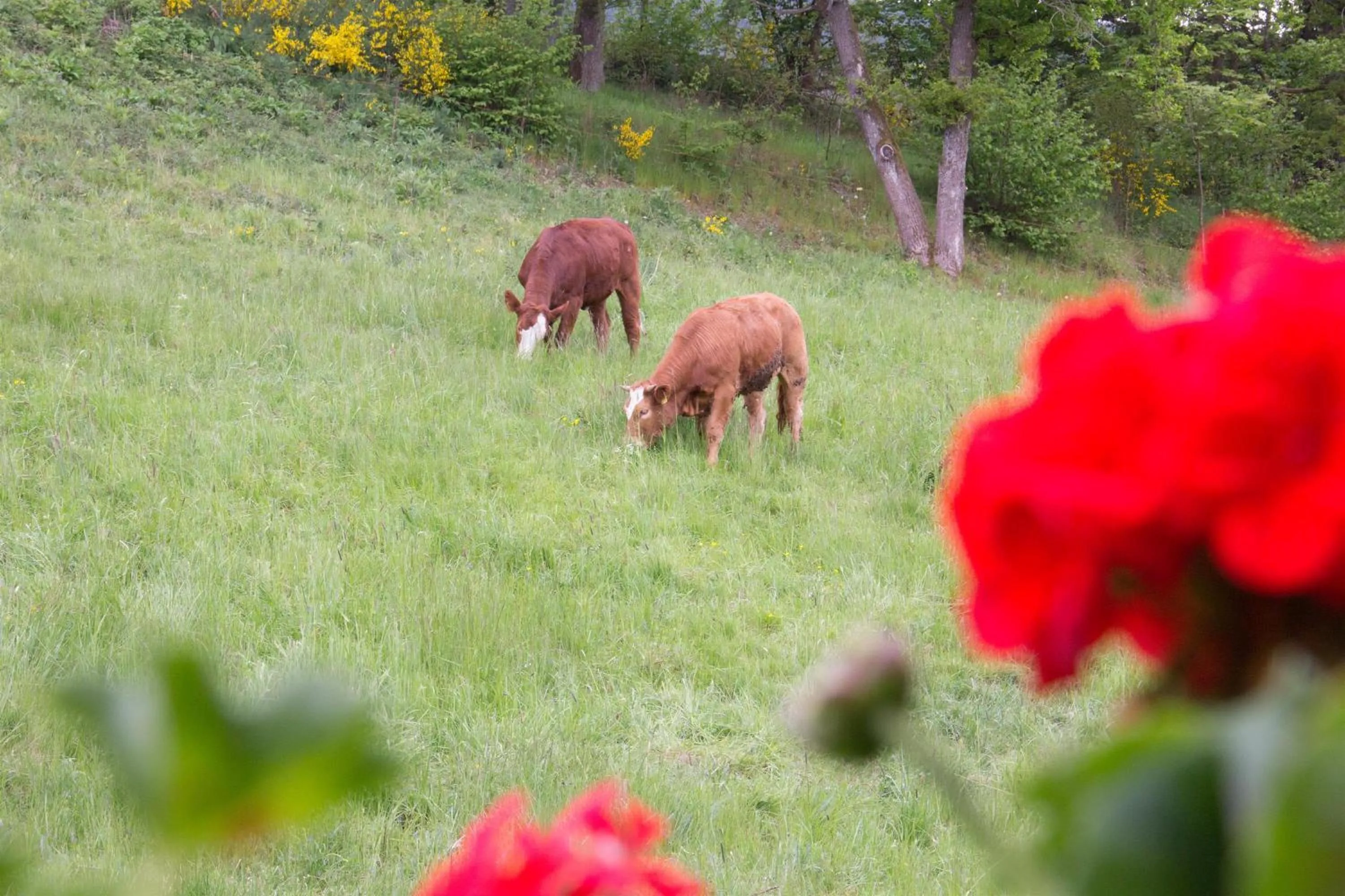 Mountain view in Landidyll Landhaus Liesetal