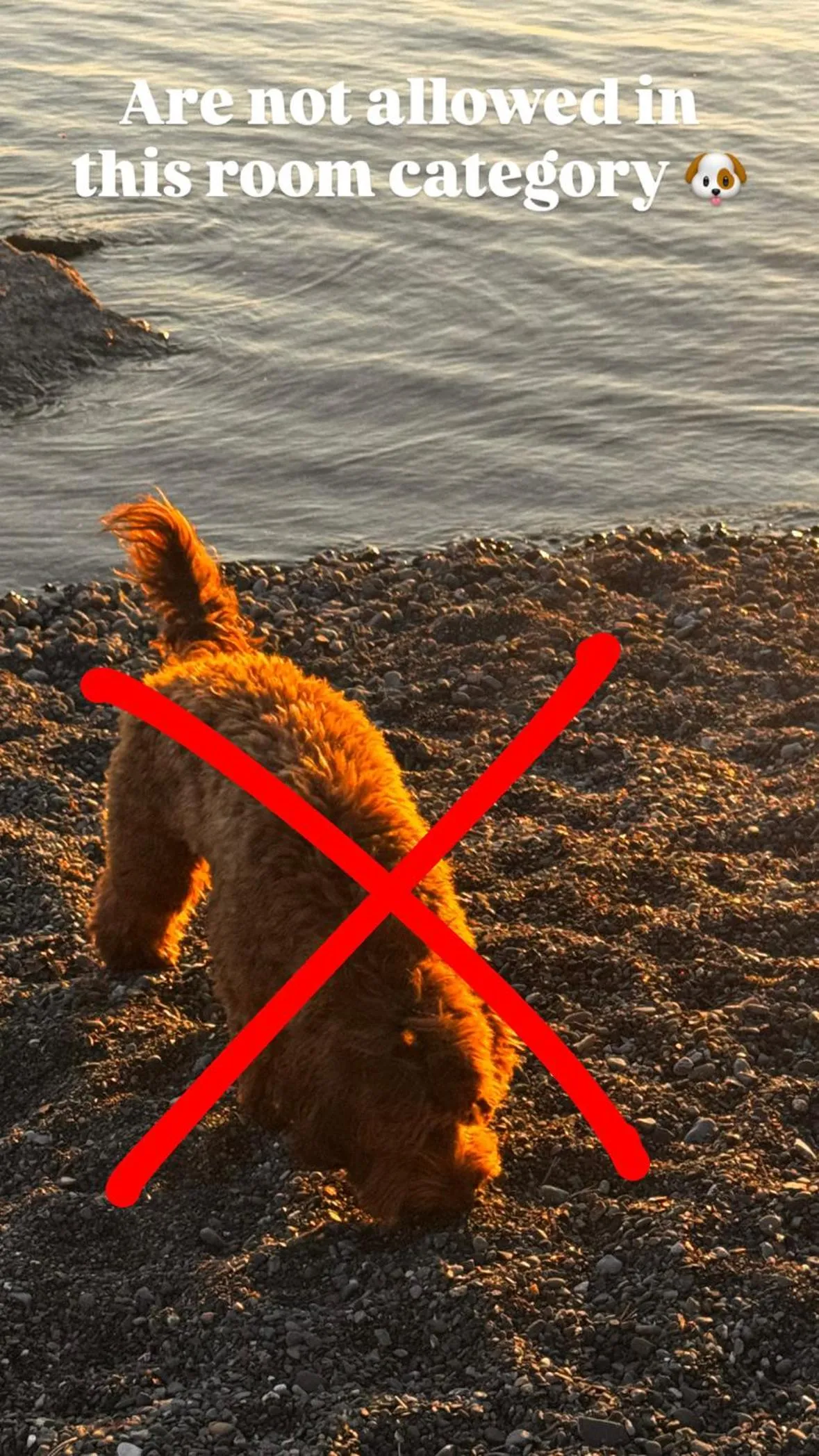 Pets in Best Western Hotel Gamla Teatern