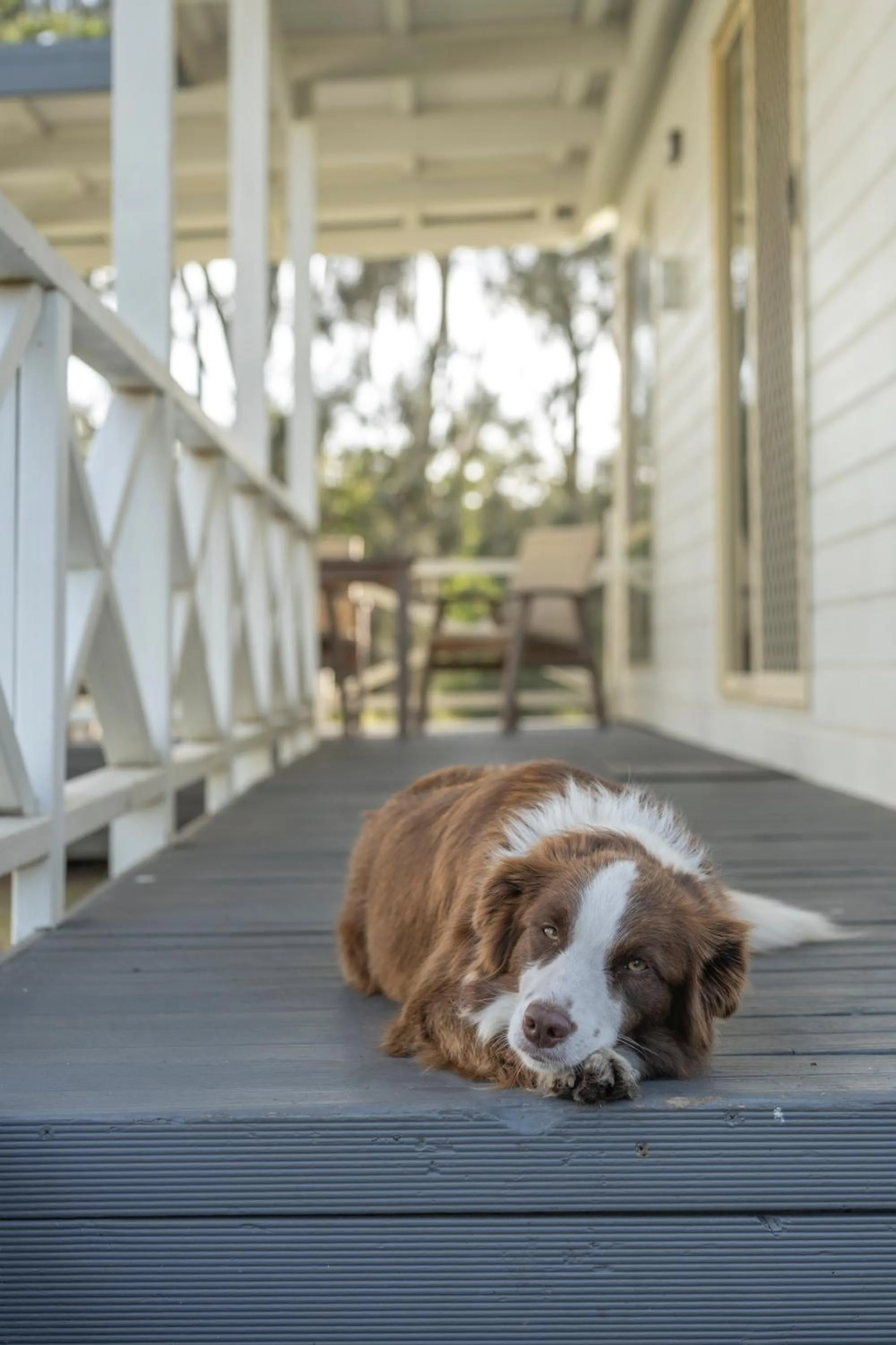 pet friendly in Barlings Beach Holiday Park