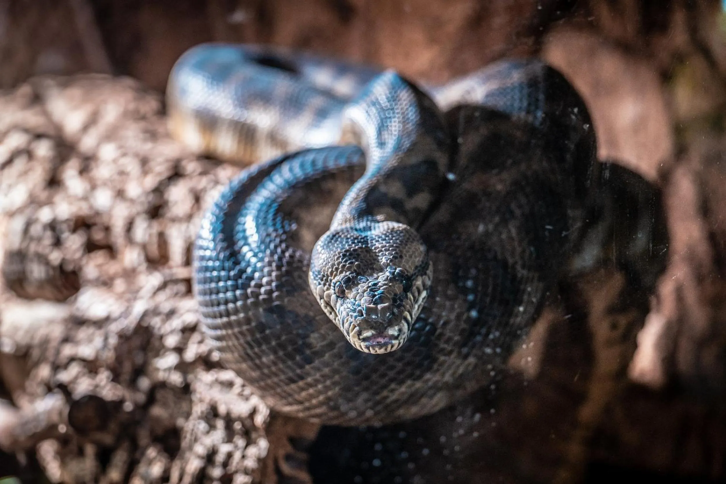 Animals in Ferien- und Freizeitpark Weissenhäuser Strand