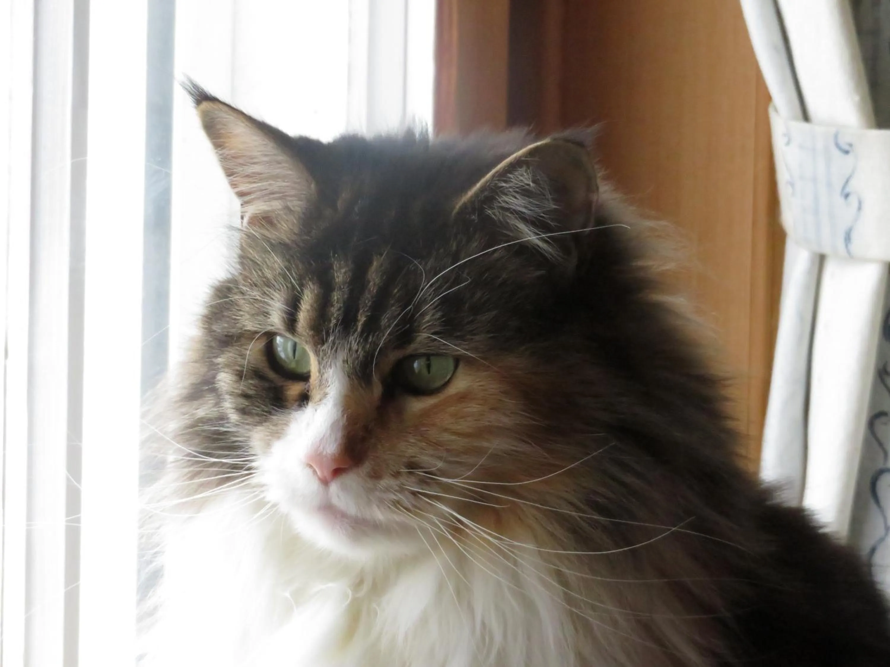 Pets in Ustria Crusch Alva