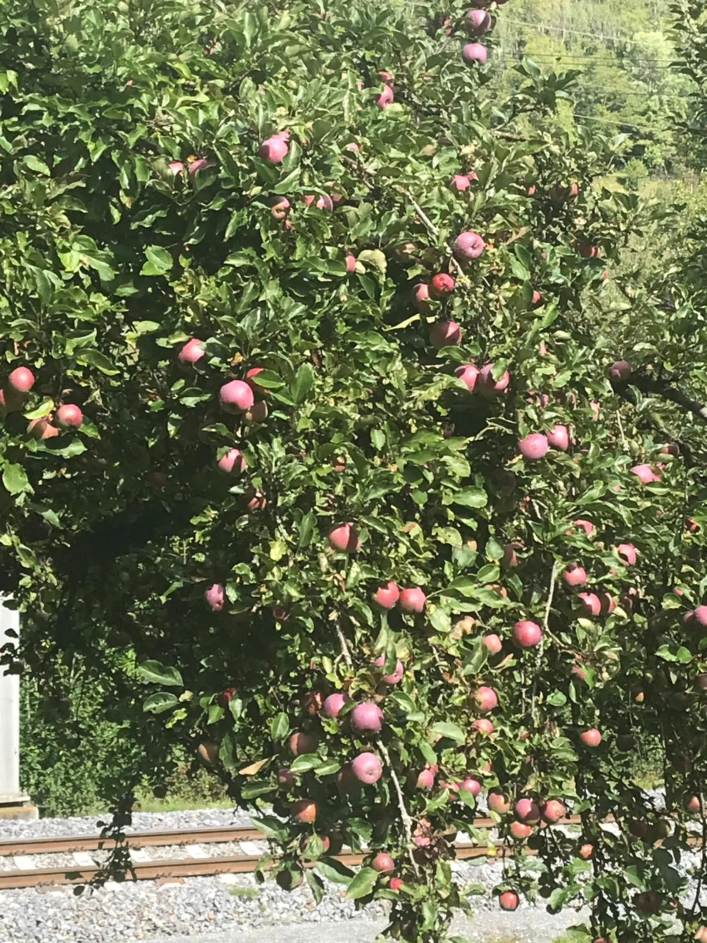 Property building in Ustria Crusch Alva