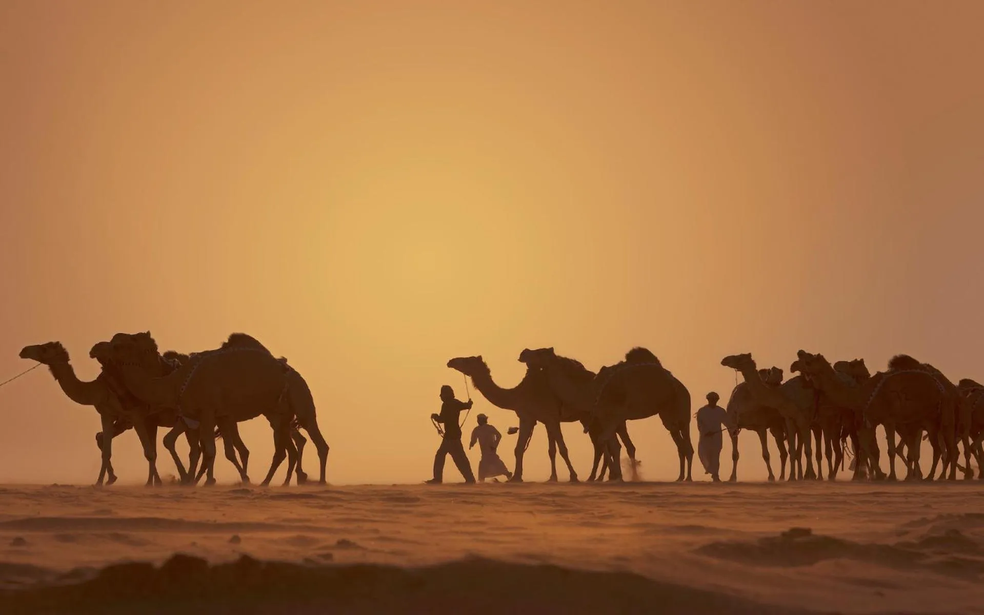 Activities in Anantara Qasr al Sarab Desert Resort