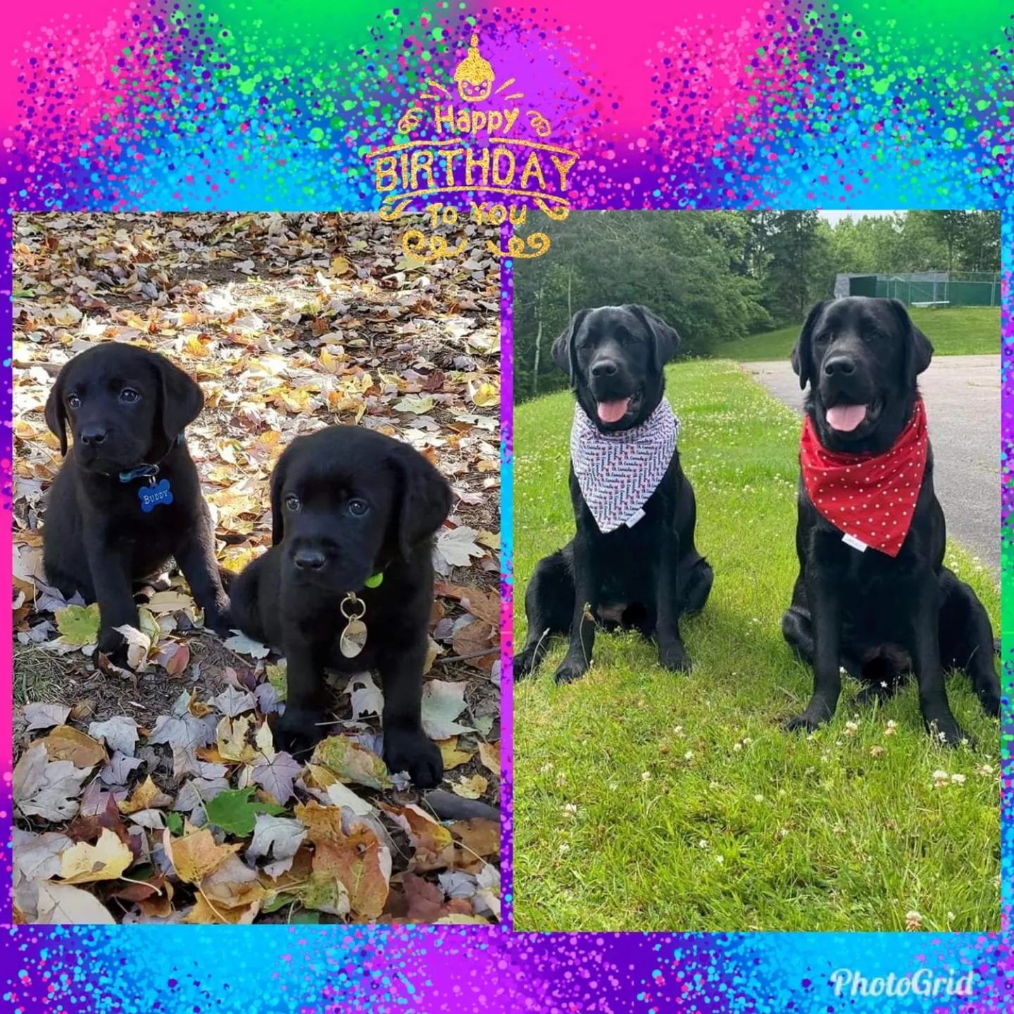 Pets in Fair Isle Motel & The Nest