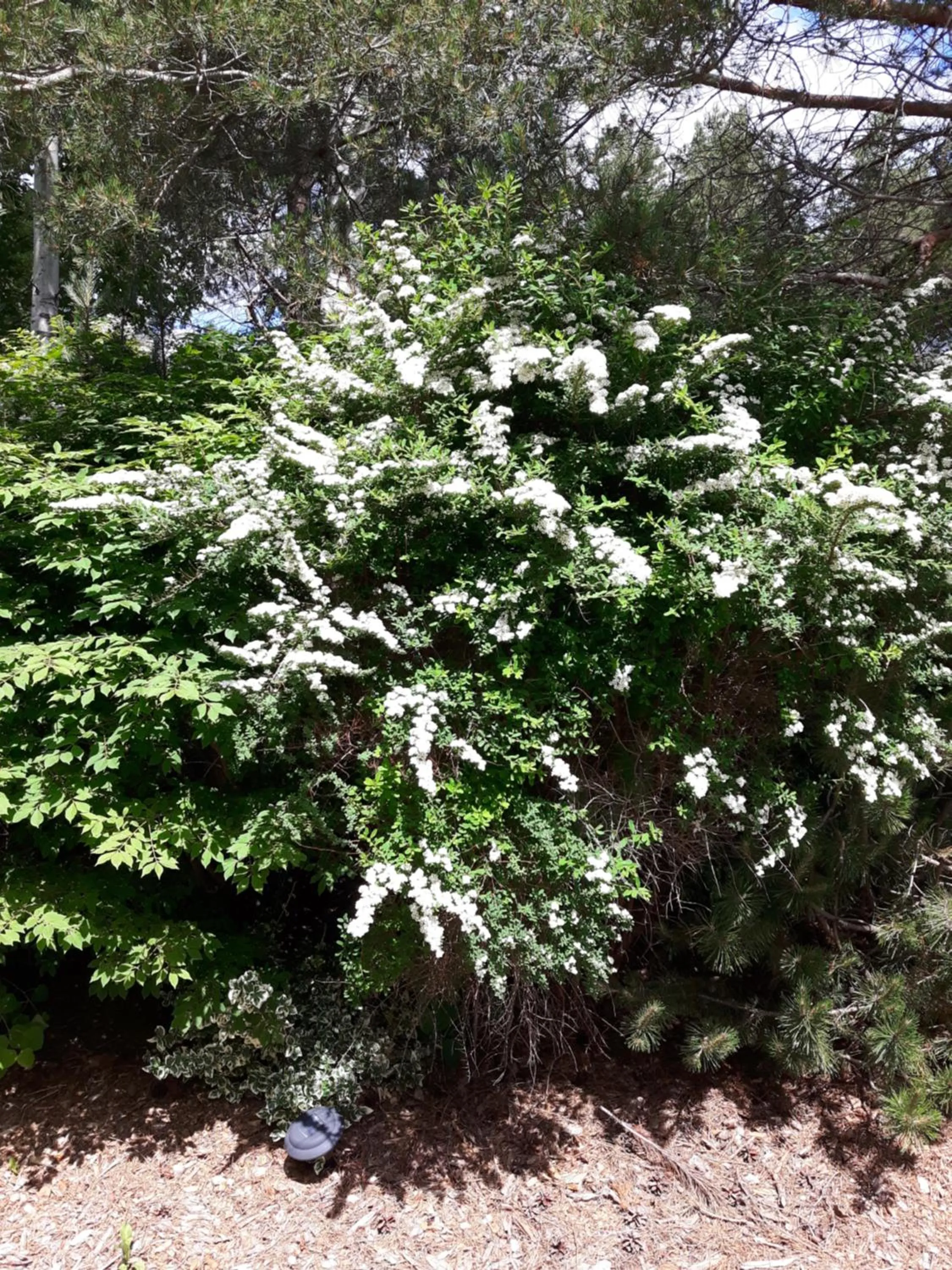 Garden in Fair Isle Motel & The Nest