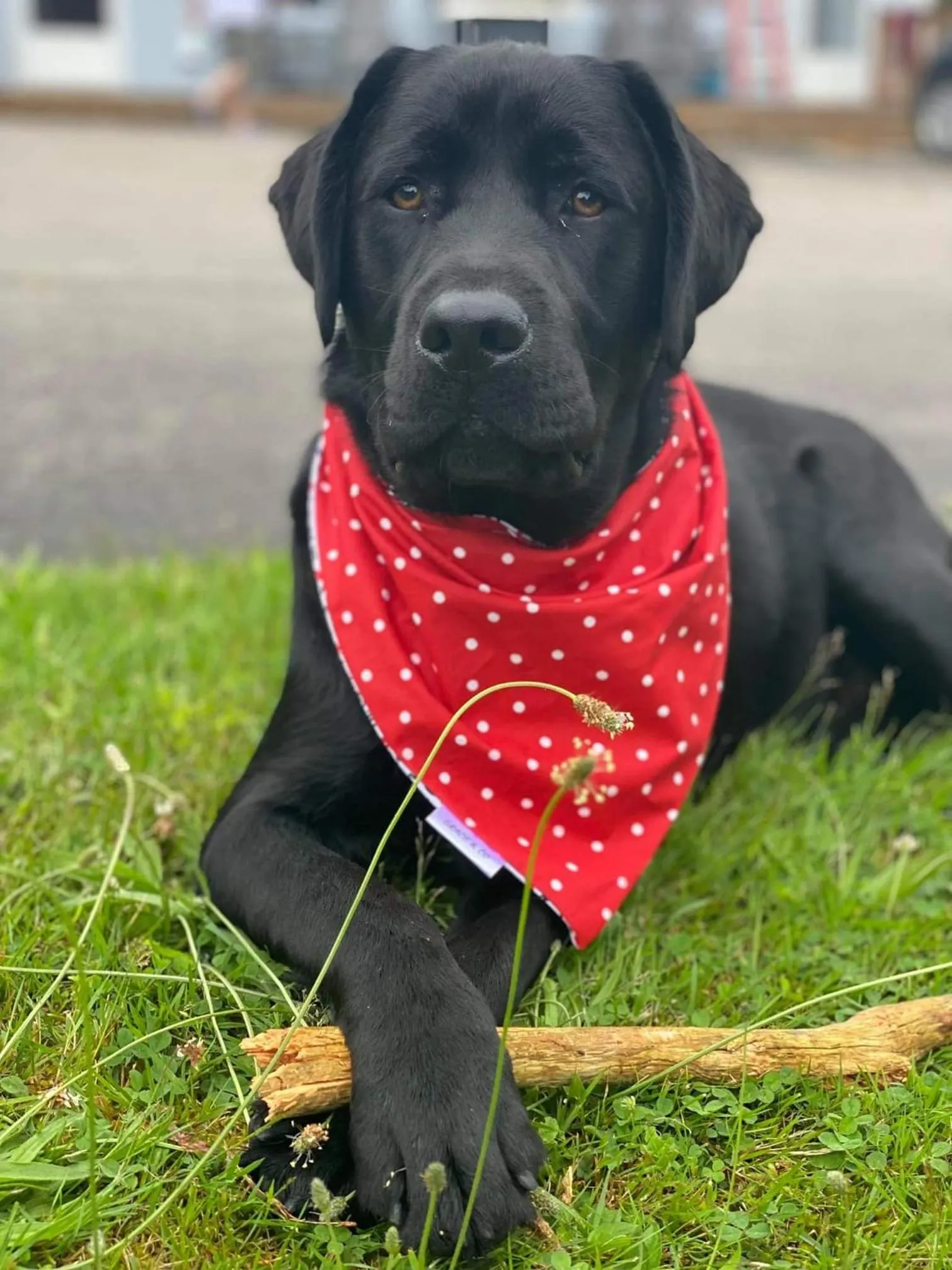 Pets in Fair Isle Motel & The Nest