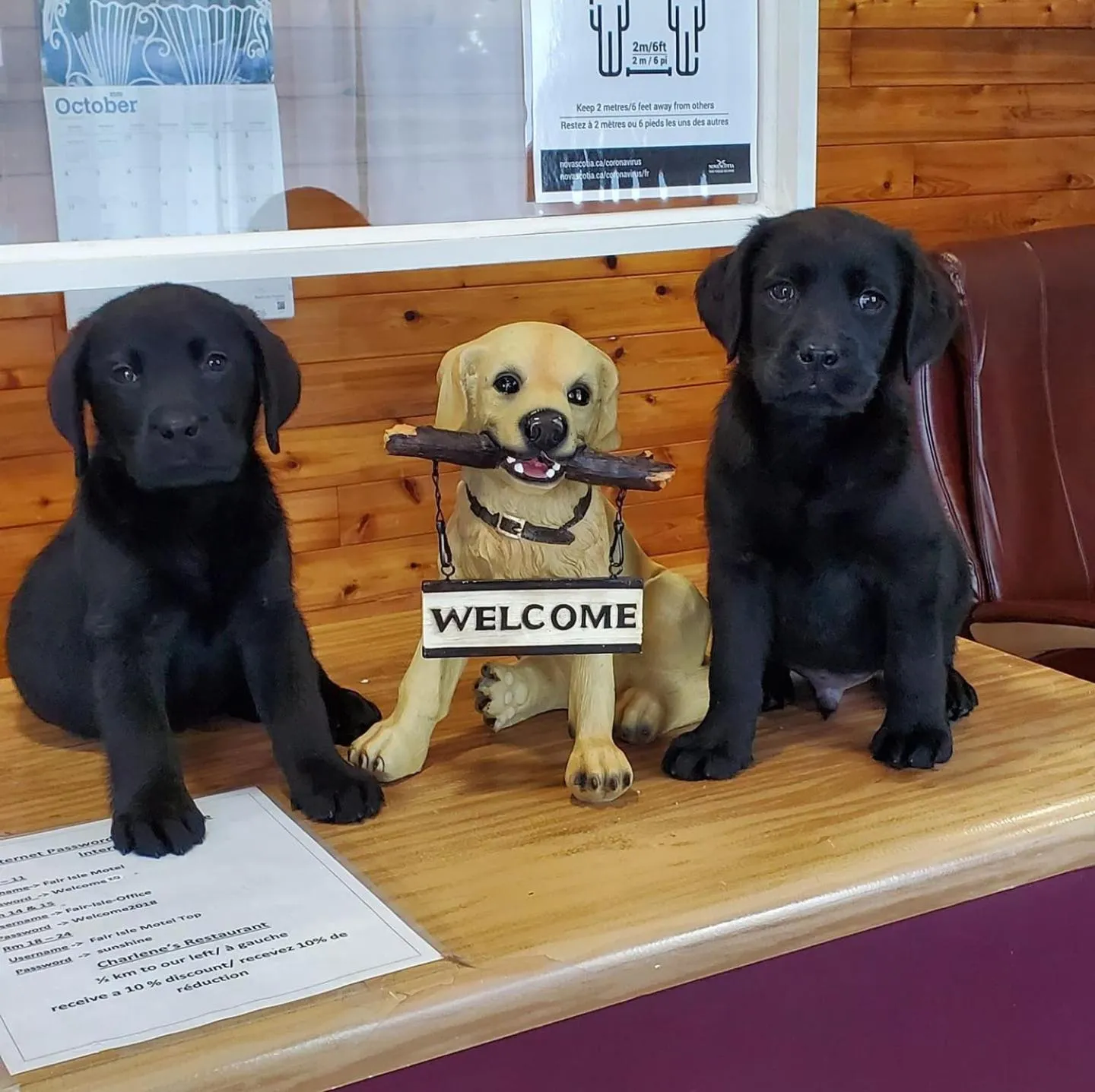 Pets in Fair Isle Motel & The Nest