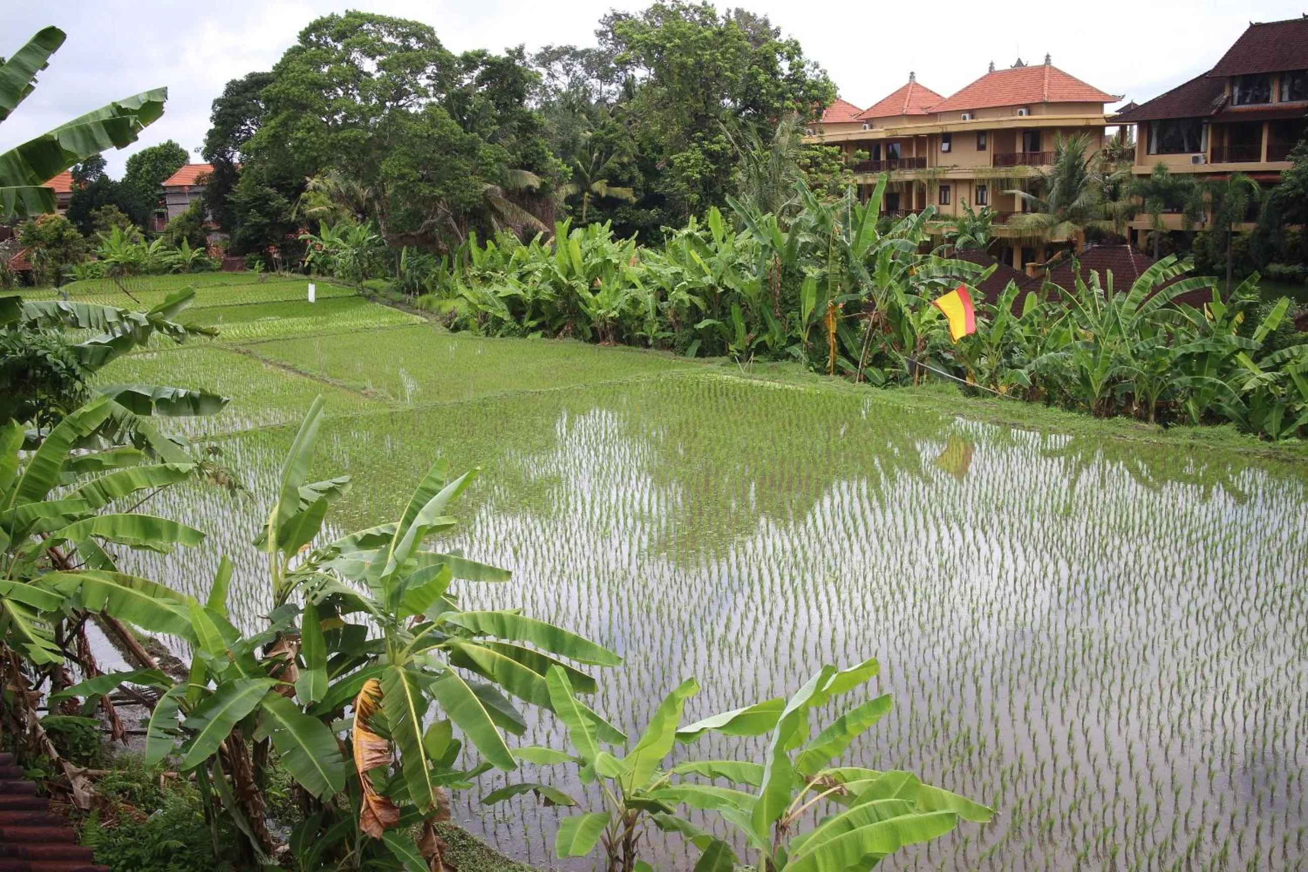 Neighbourhood in Ubud Sensasi Bungalow