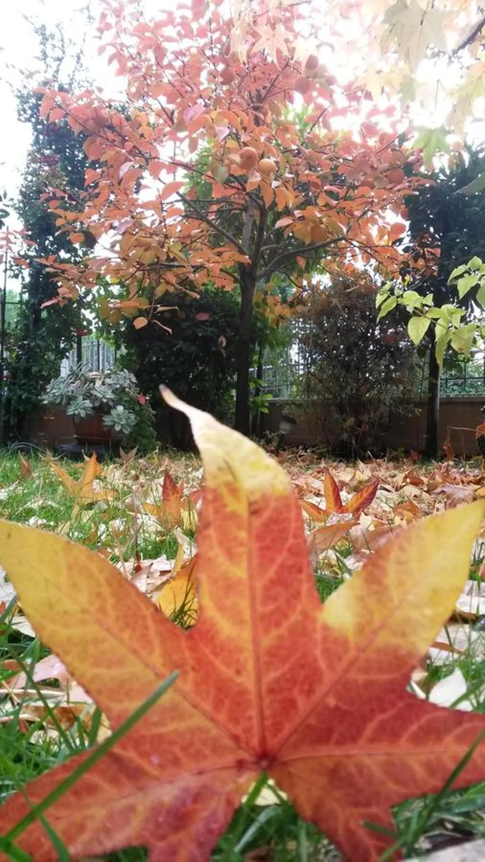 Autumn in L'Incanto