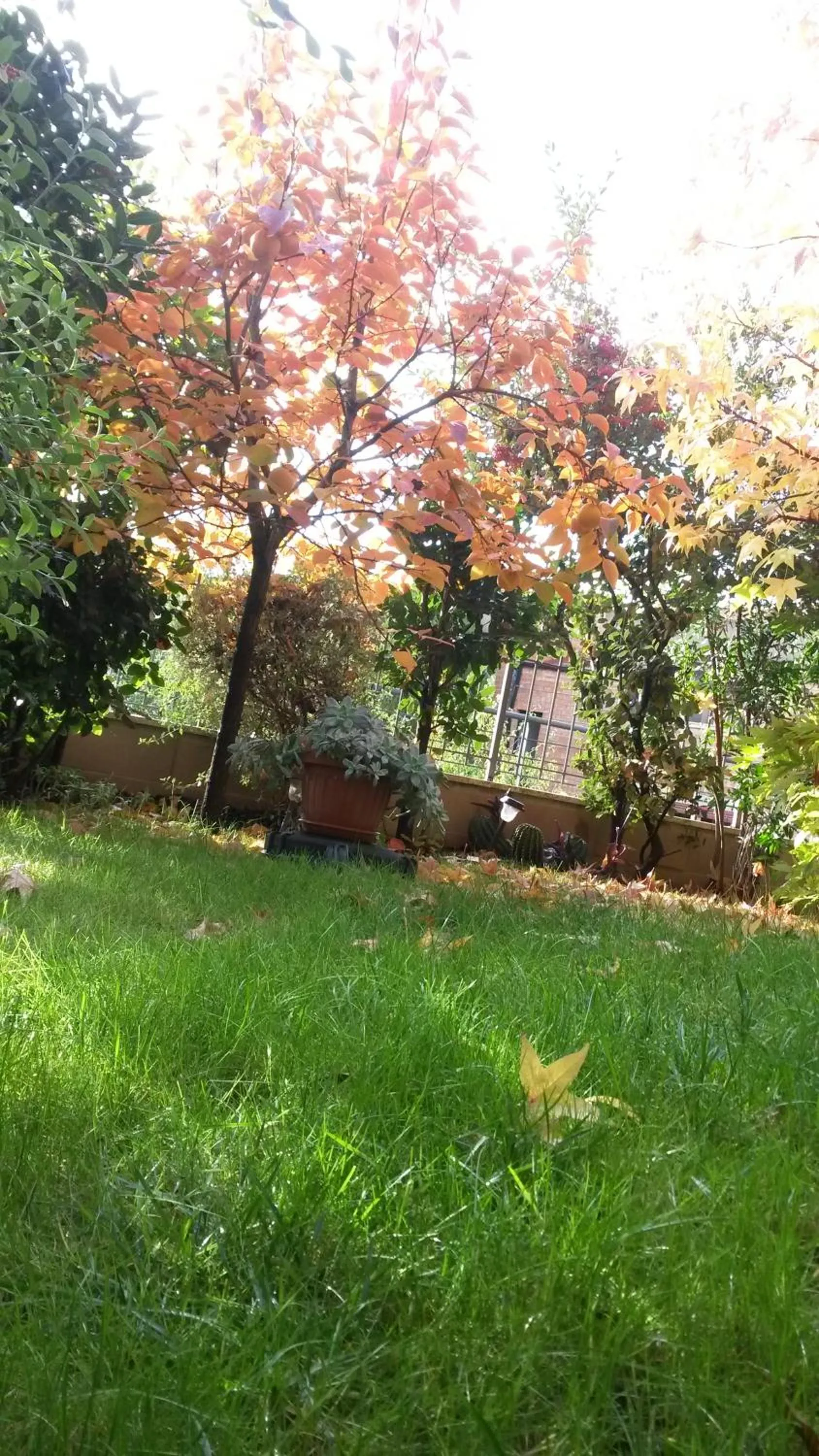 Garden view in L'Incanto