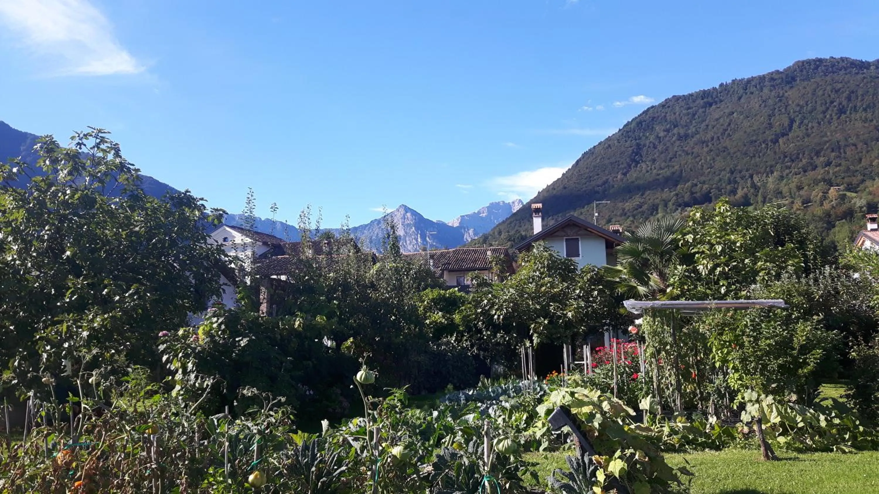 Garden in Green Rose