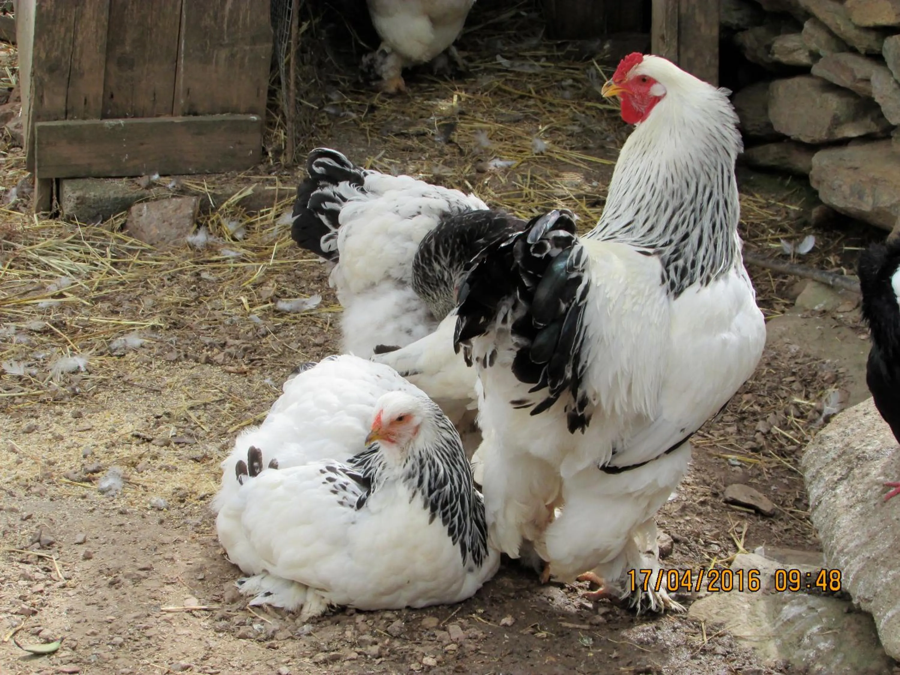 Pets in Suite cucinino, bagno, ingresso indipendente in" Villa VìVì"