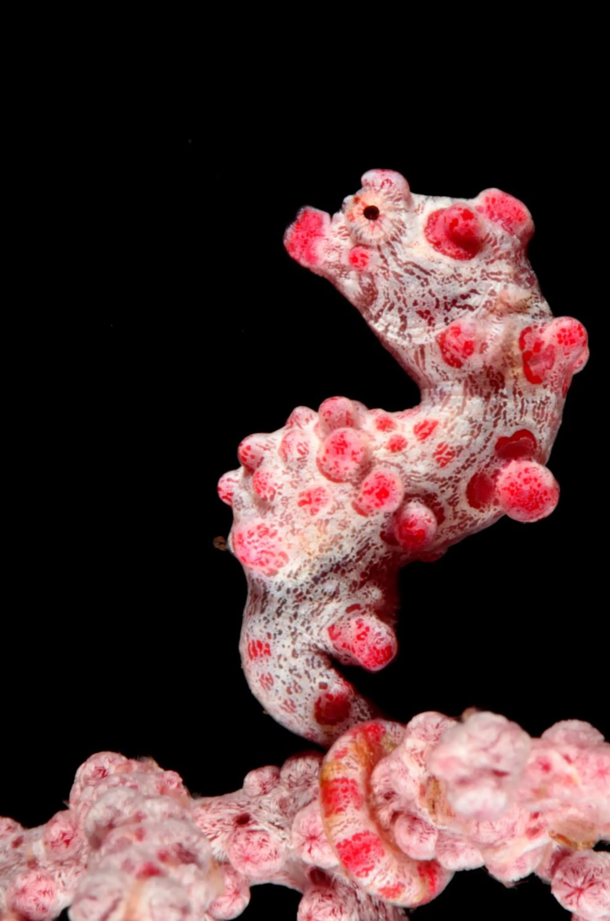 Diving in Gangga Island Resort & Spa