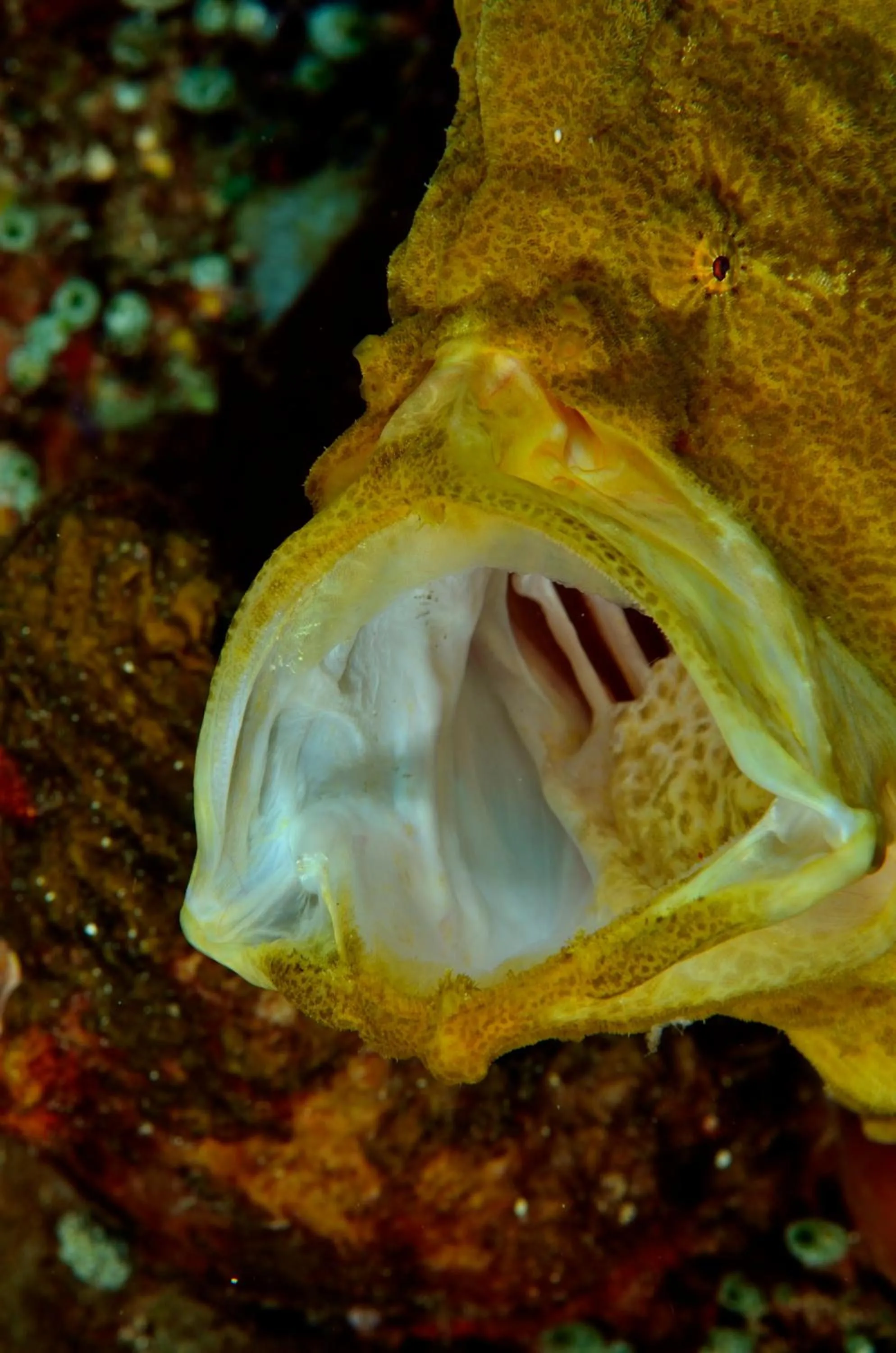 Diving in Gangga Island Resort & Spa