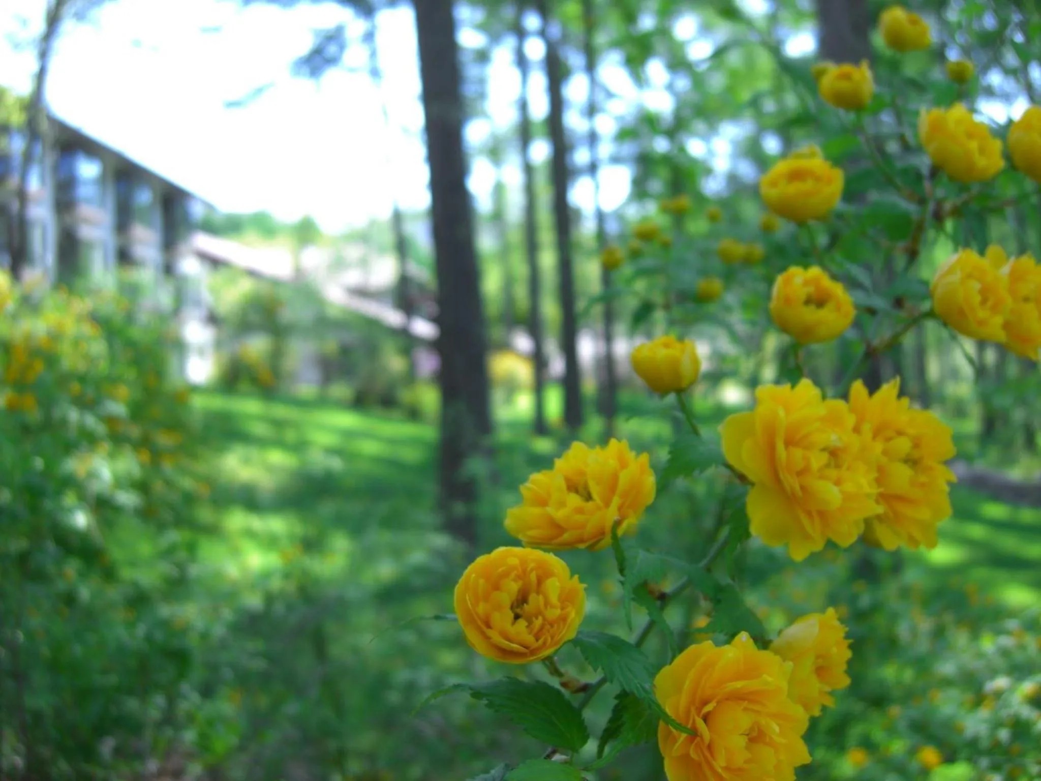 Summer in Tateshina Tokyu Hotel