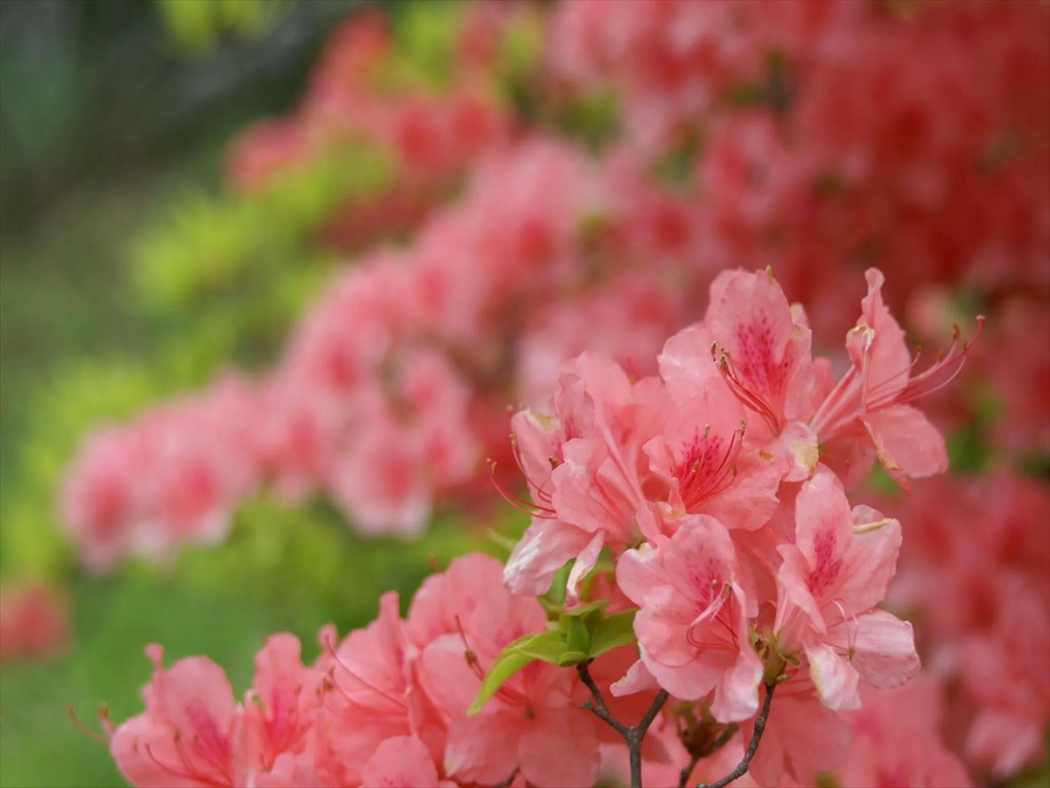 Summer in Tateshina Tokyu Hotel