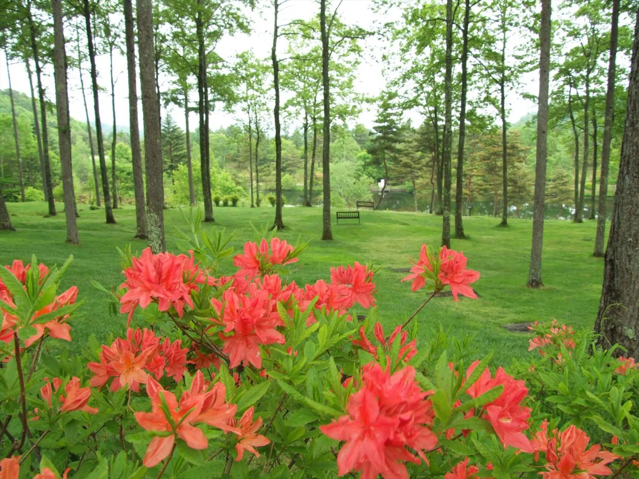 Summer in Tateshina Tokyu Hotel