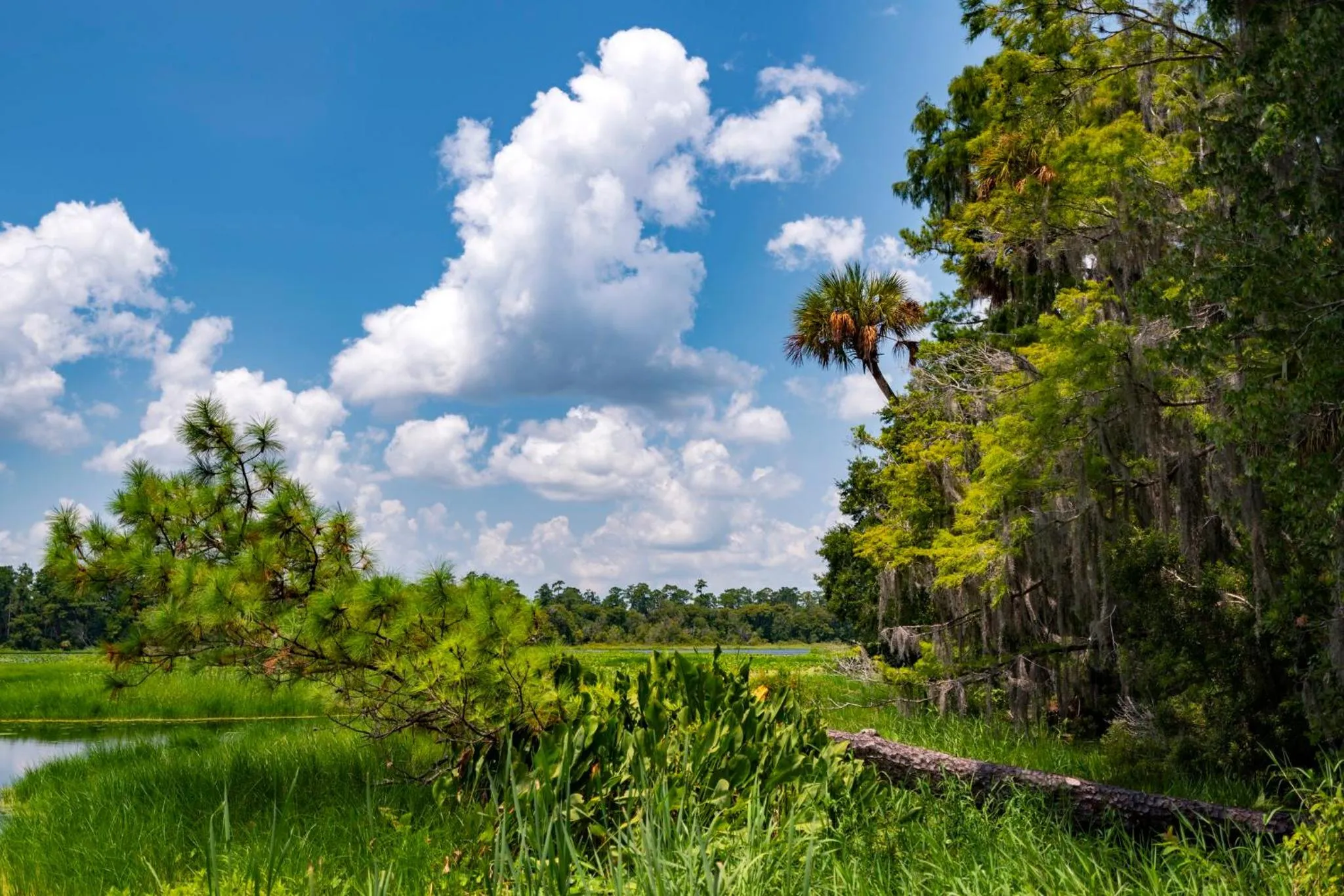 Area and facilities in Holiday Inn Express Silver Springs - Ocala by IHG