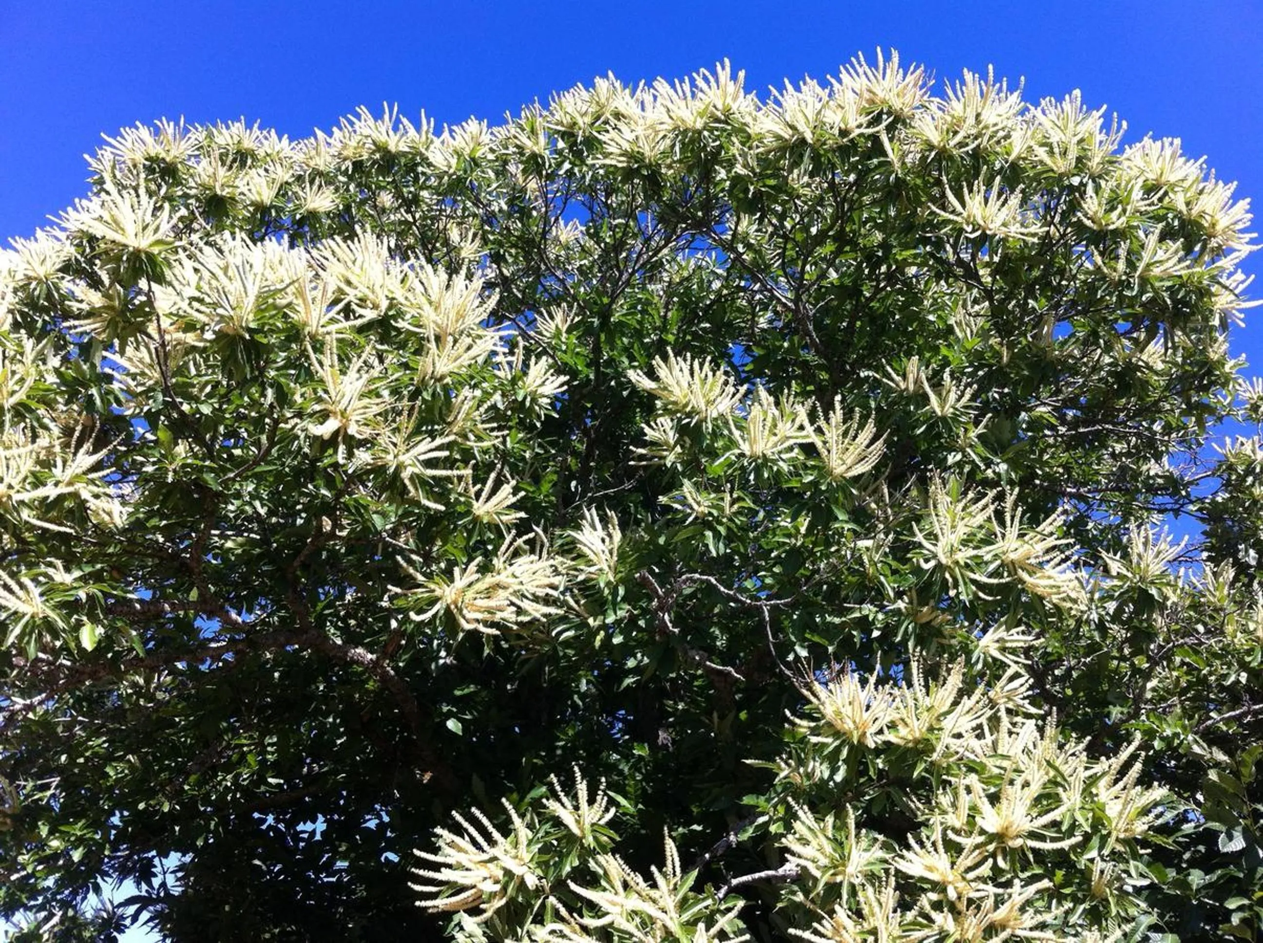 Natural landscape in Candeias do Souto