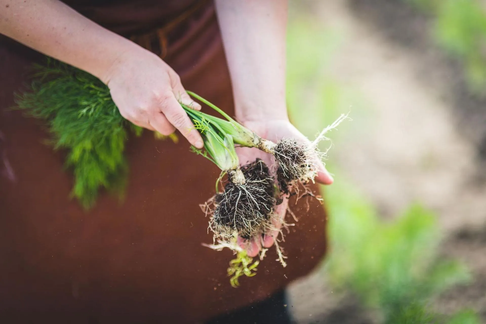 Food in Högbo Brukshotell & Spa