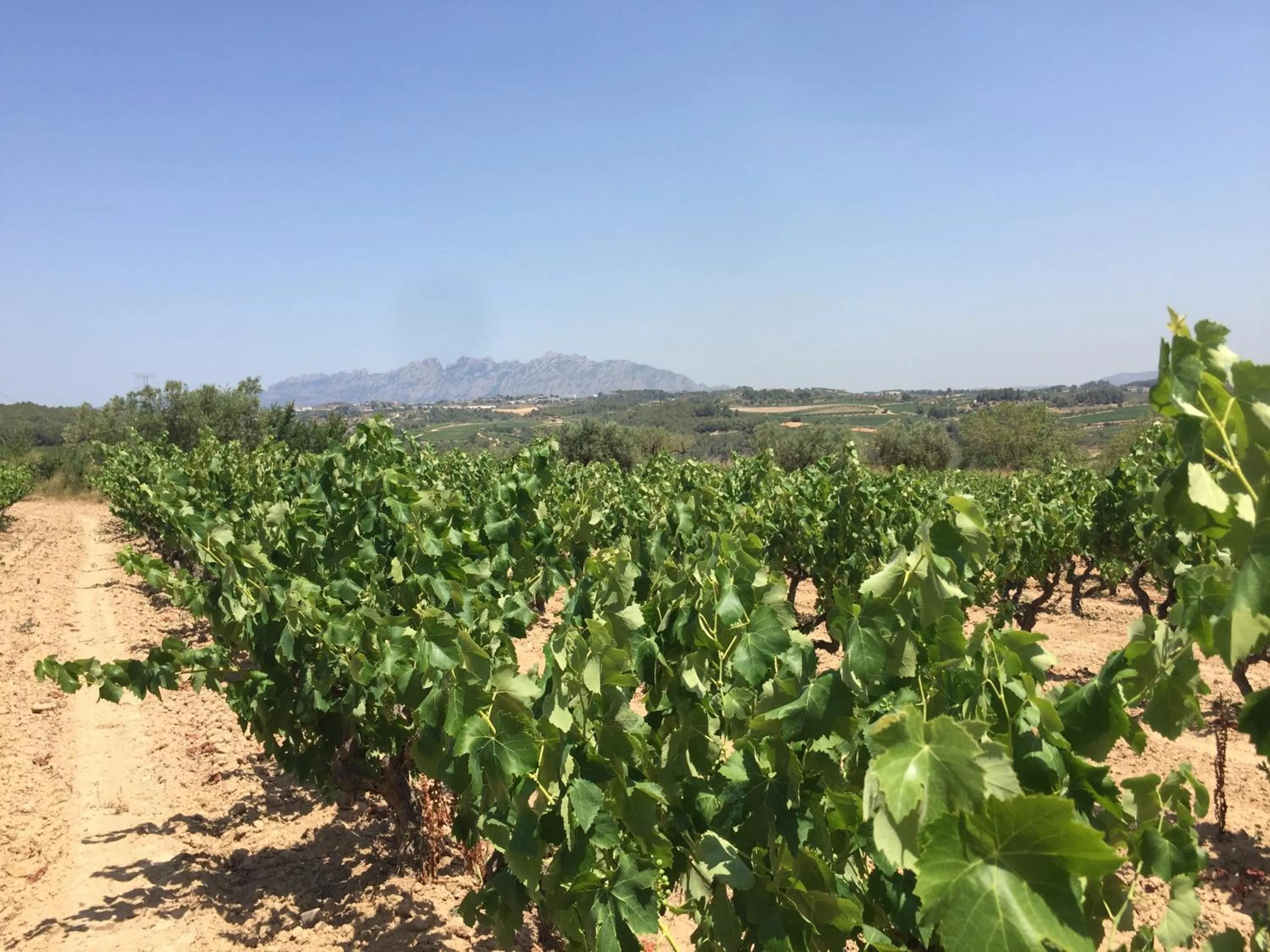 View (from property/room) in Masia Can Canyes & Spa