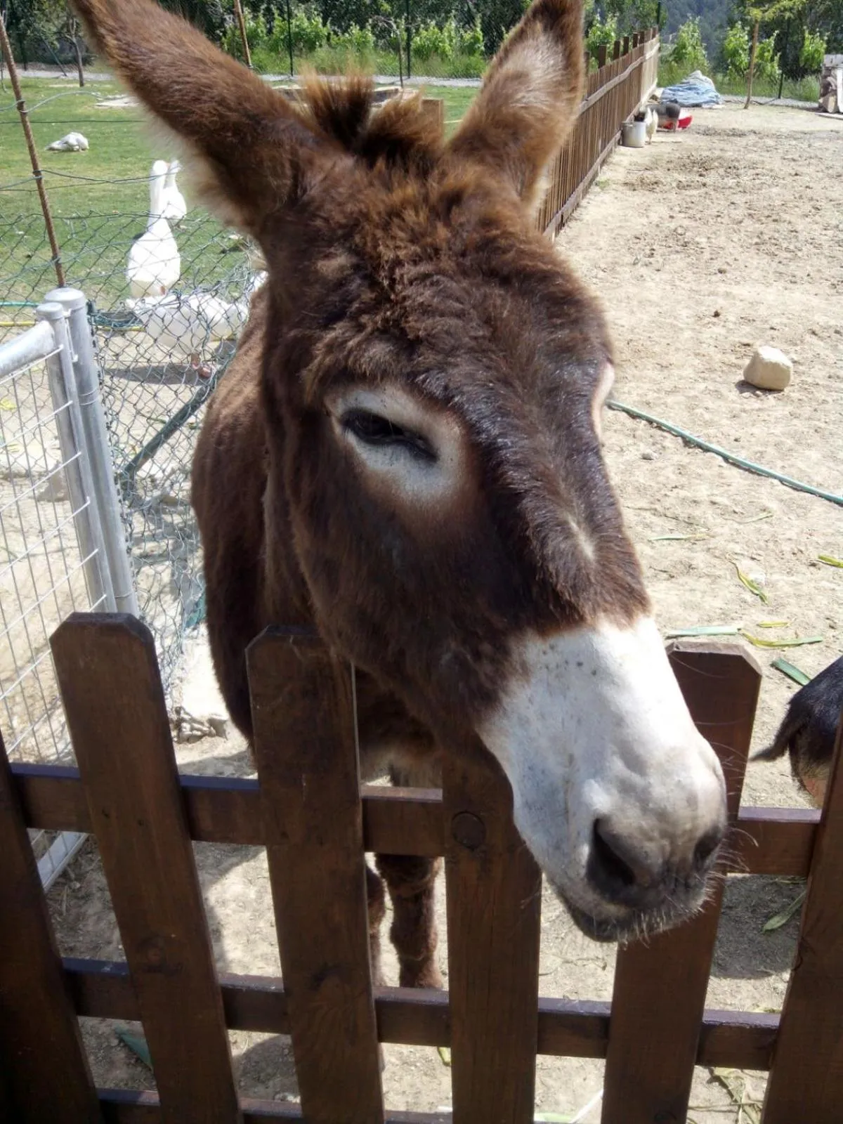 Pets in Masia Can Canyes & Spa