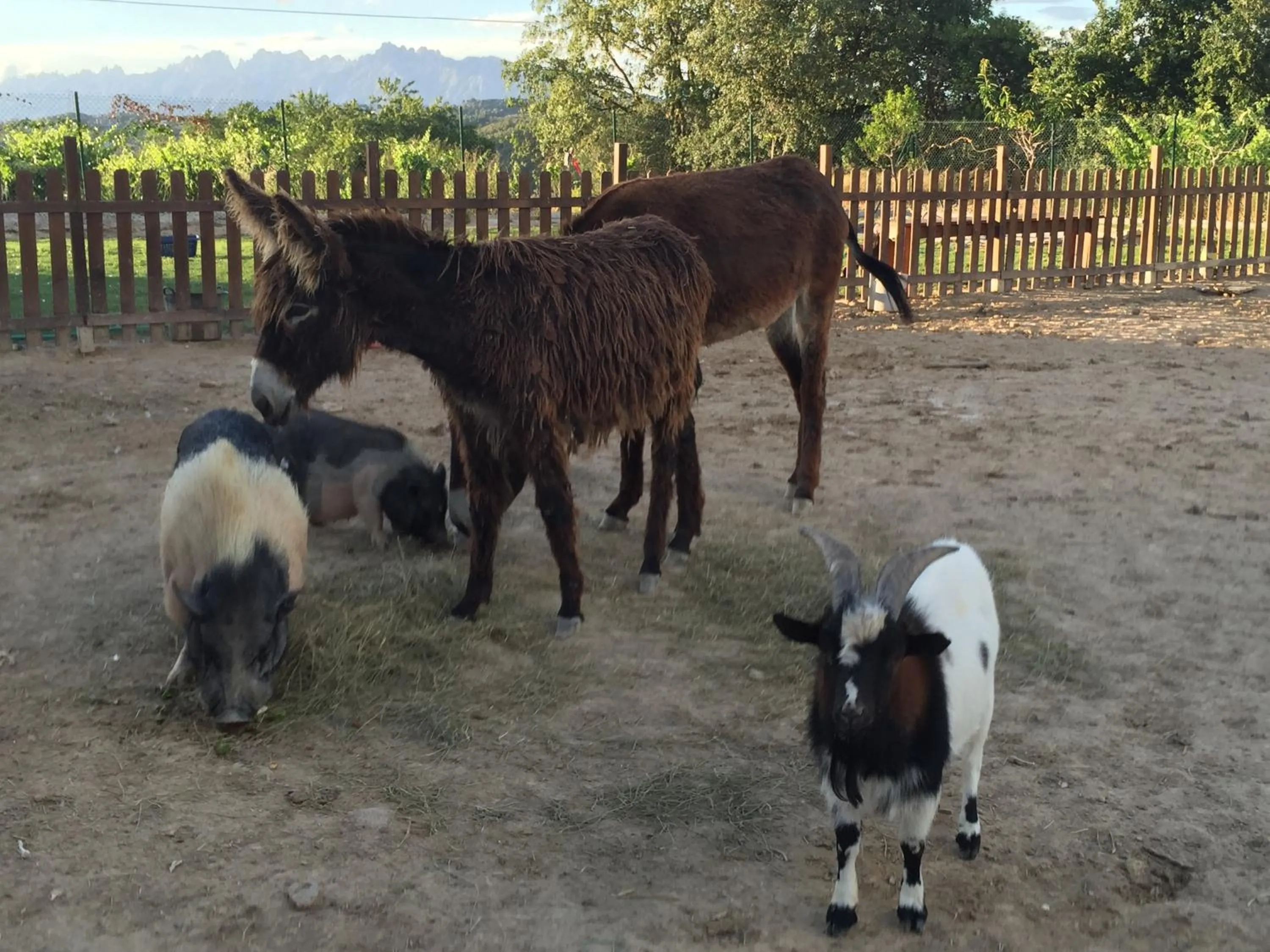 Pets in Masia Can Canyes & Spa