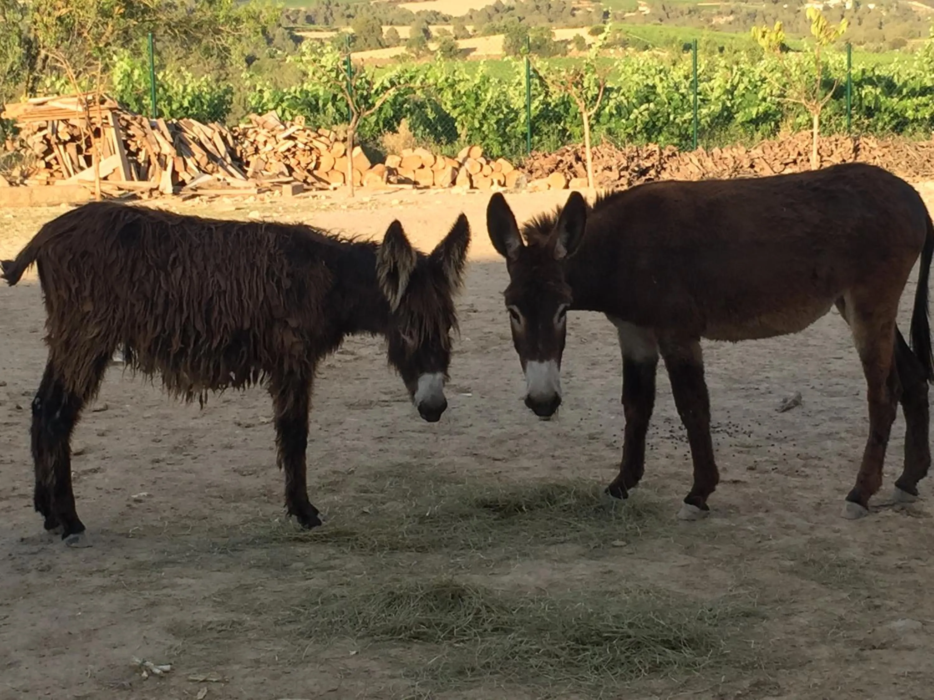 Pets in Masia Can Canyes & Spa