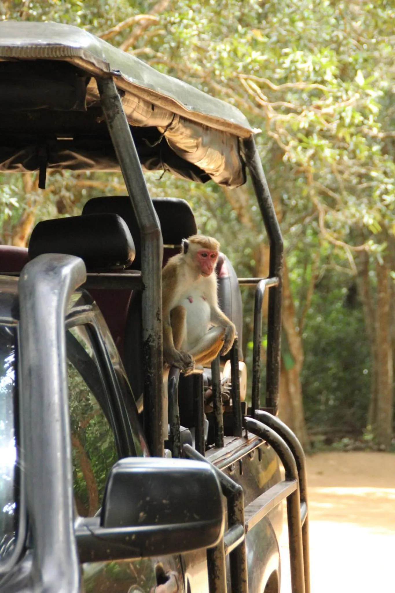 Animals in Goalma Family Holiday Resort & Restaurant