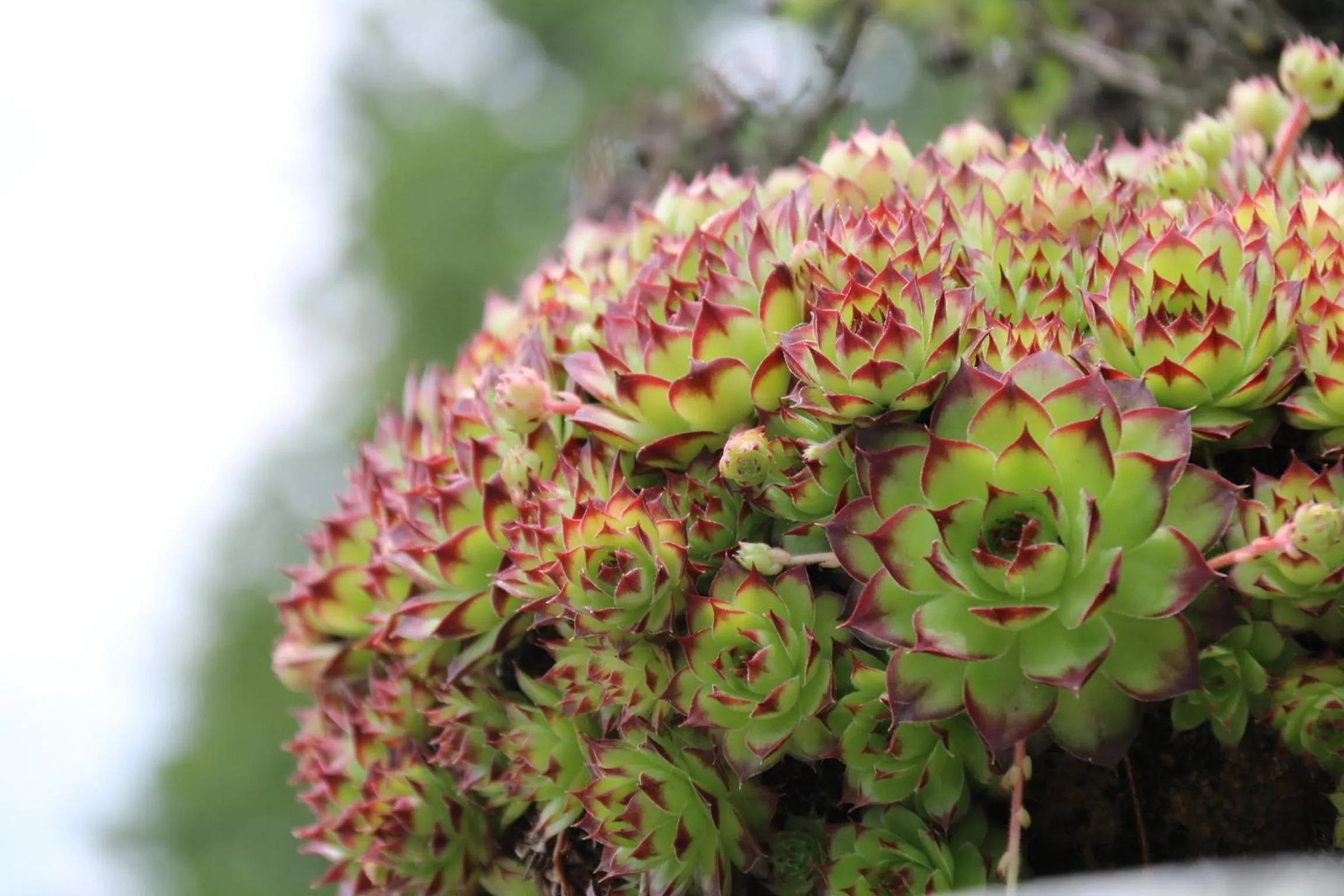 Decorative detail in Villa Bella Piemonte