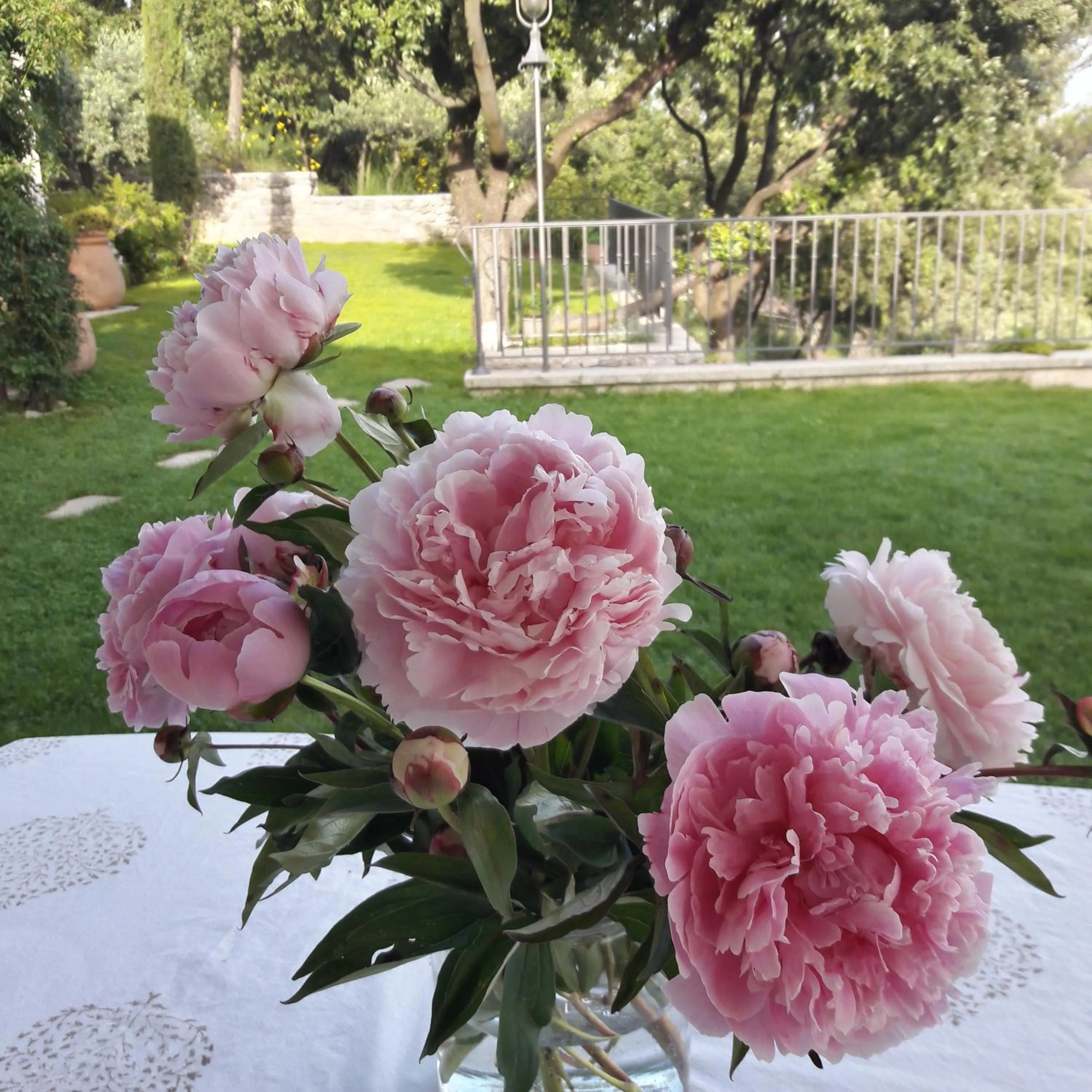 Natural landscape in Provence Dodo